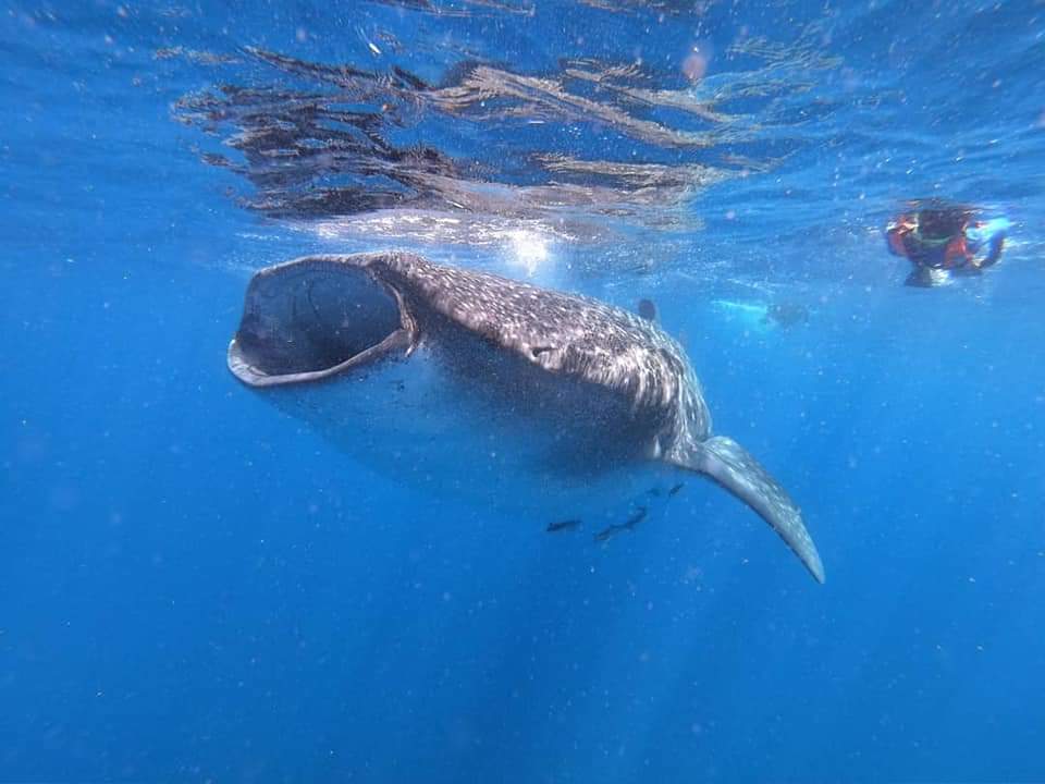 Charter Privado de Tiburón Ballena 1 a 10 pax