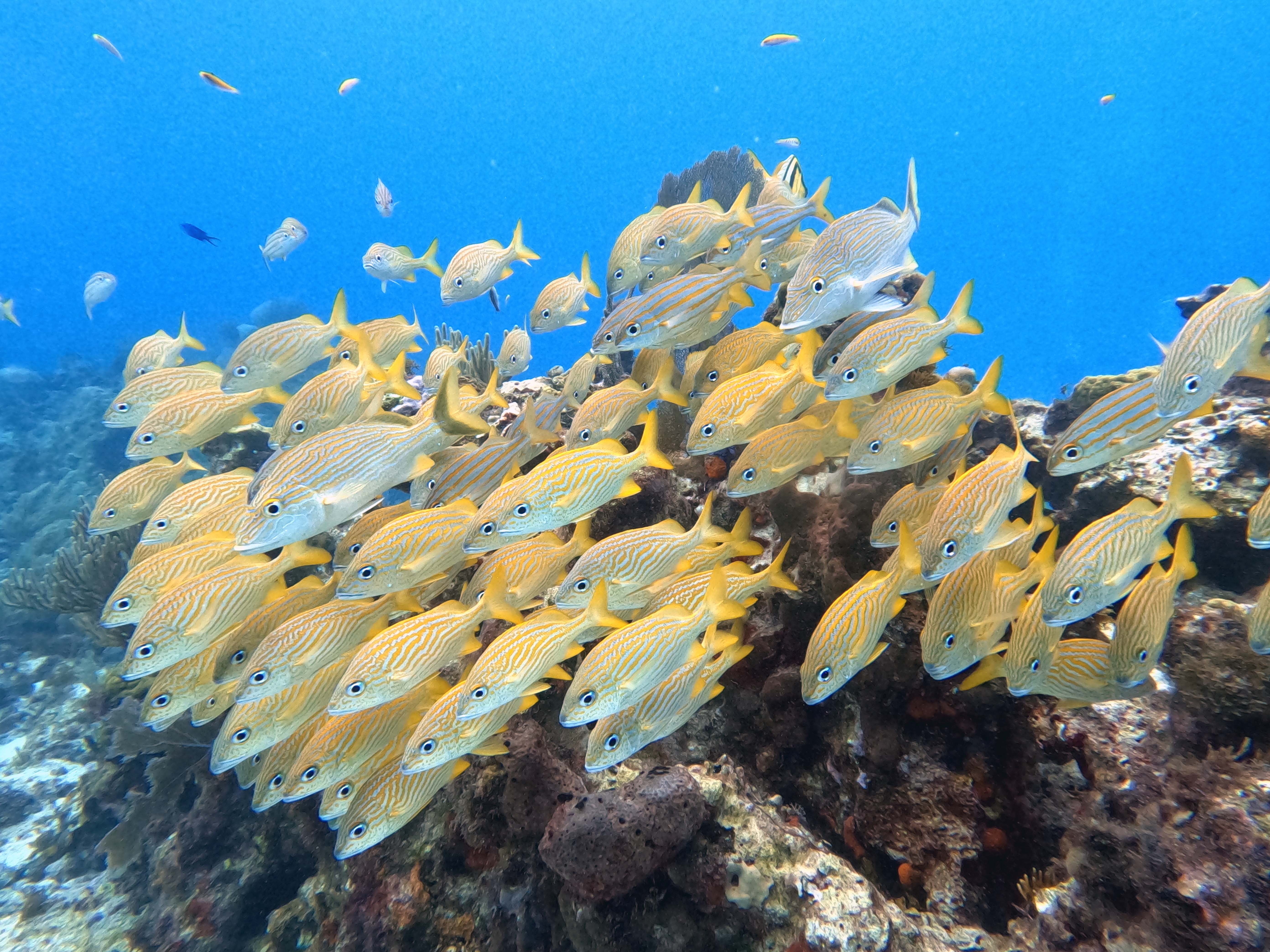 Playa del Carmen: Discover Scuba Diving