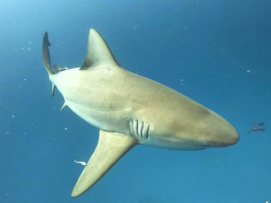 Buceo con Tiburón Toro - Observación + Arrecife