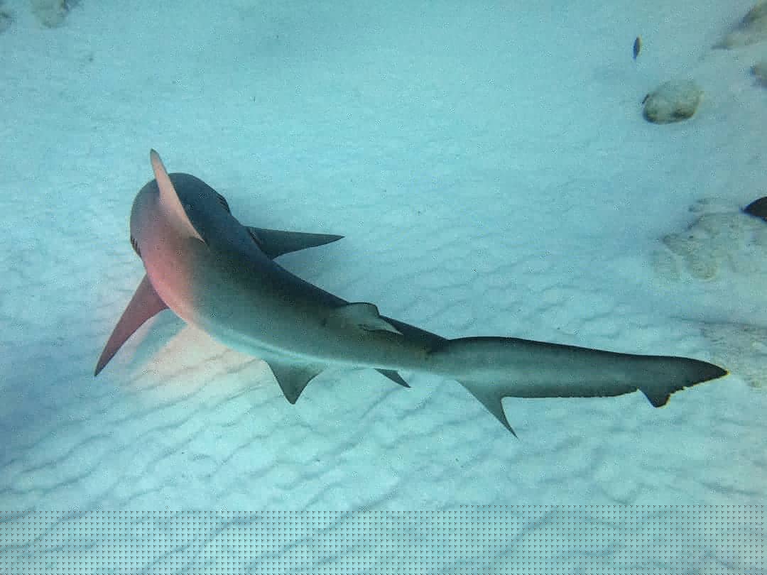 Buceo con Tiburón Toro - Observación + Arrecife
