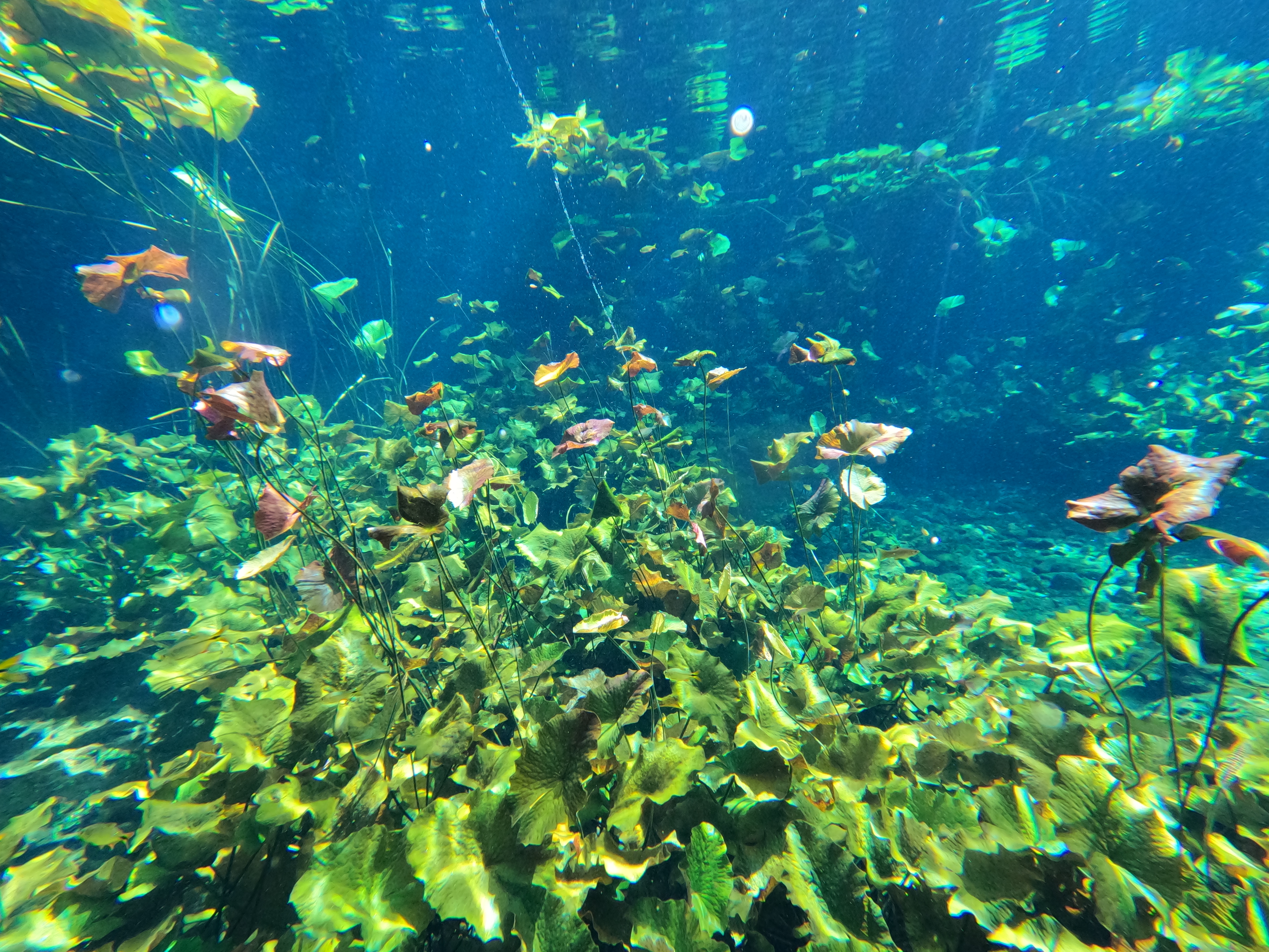 Cenote The Pit - Nic Te Ha
