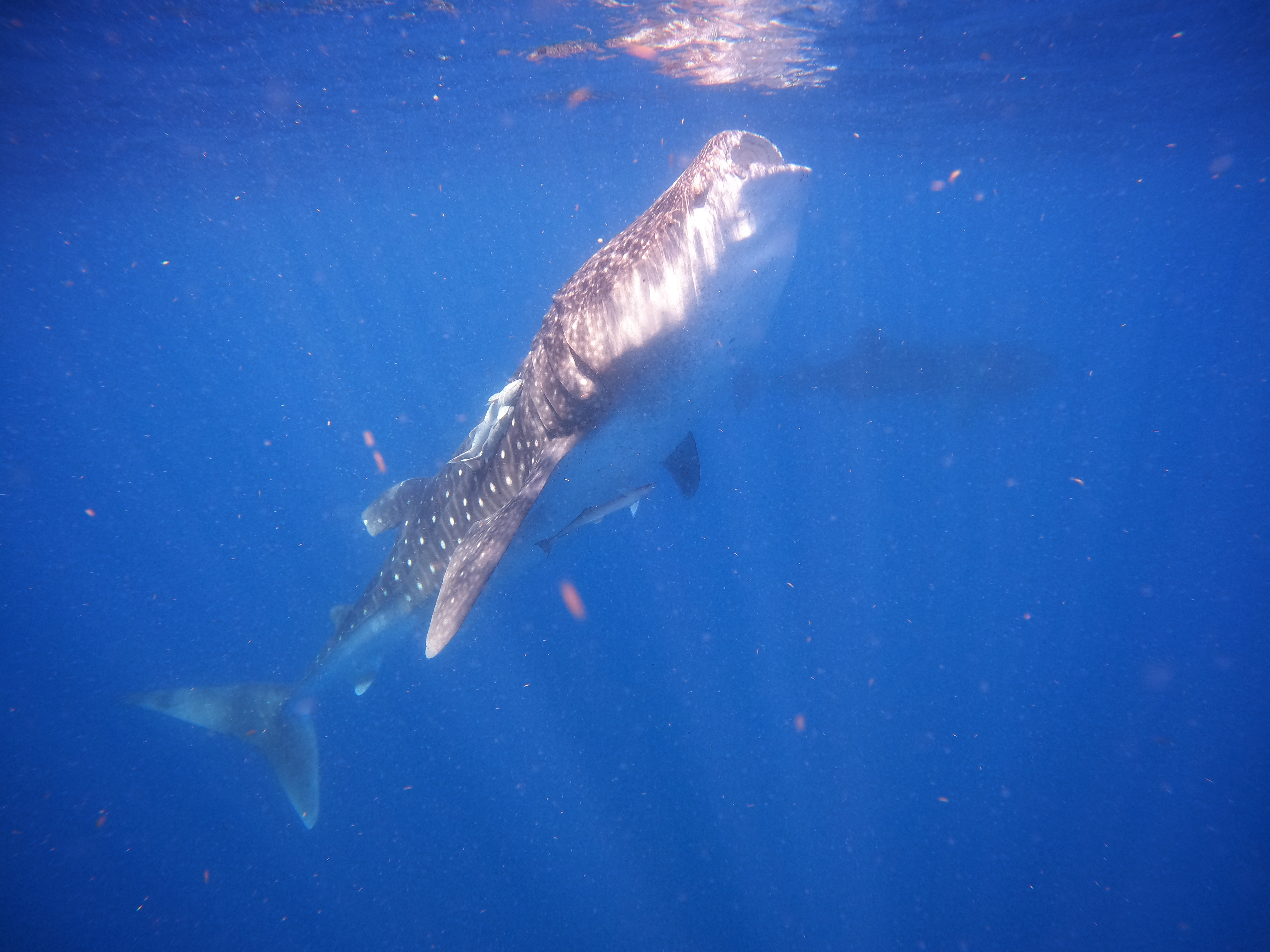 Encuentro con Tiburón Ballena – Experiencia Compartida