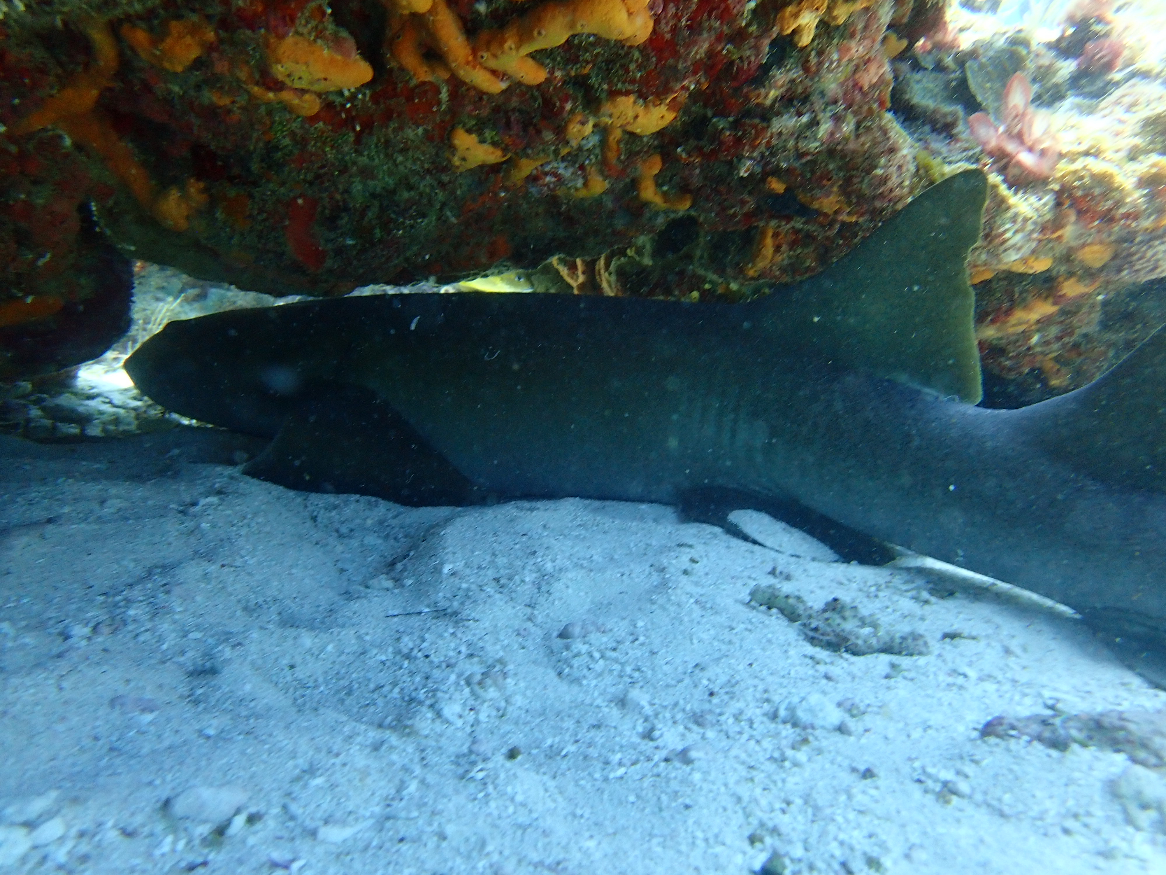Puerto Morelos: Discover Scuba Diving