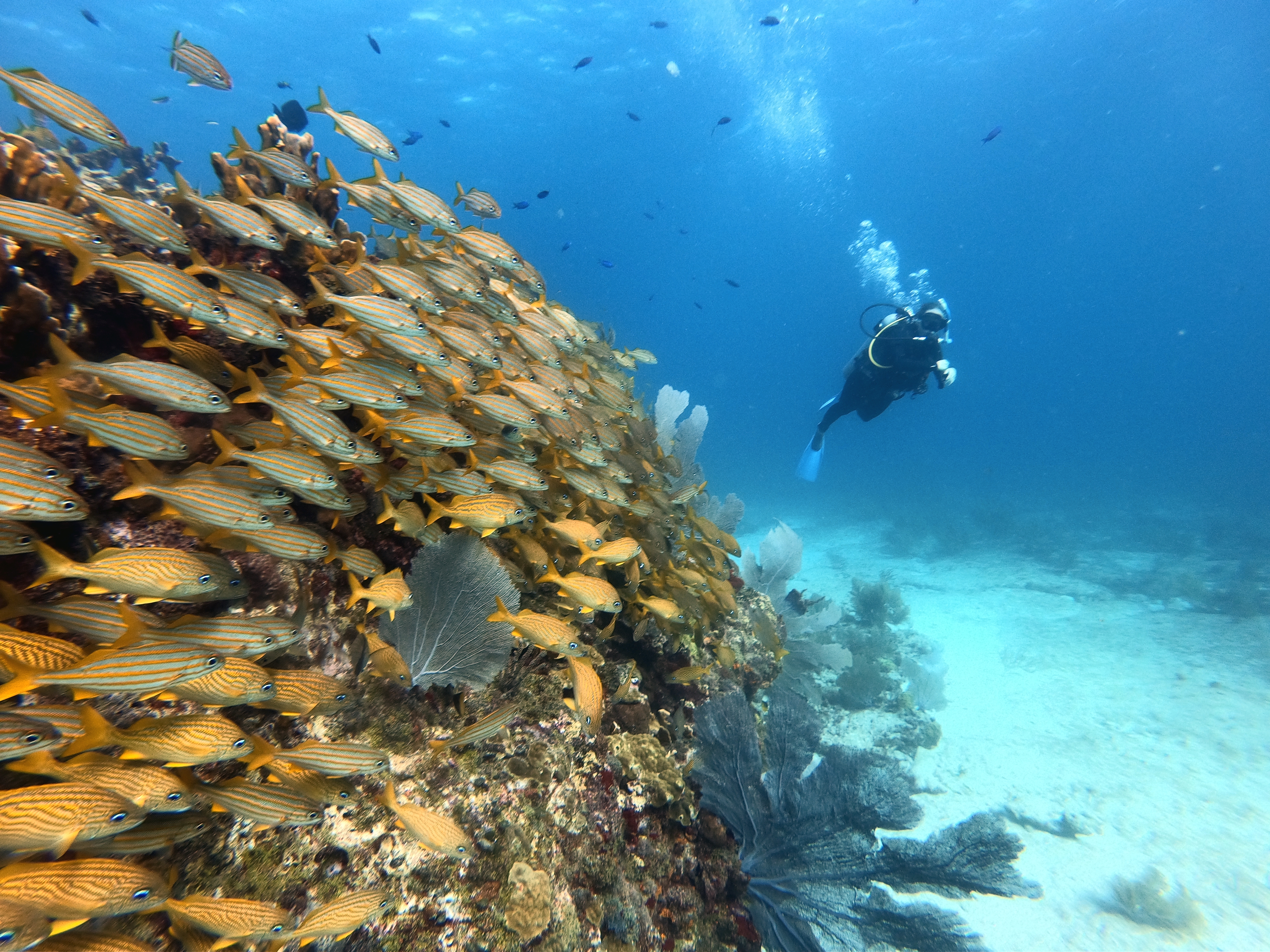 Cancún: Discover Scuba Diving