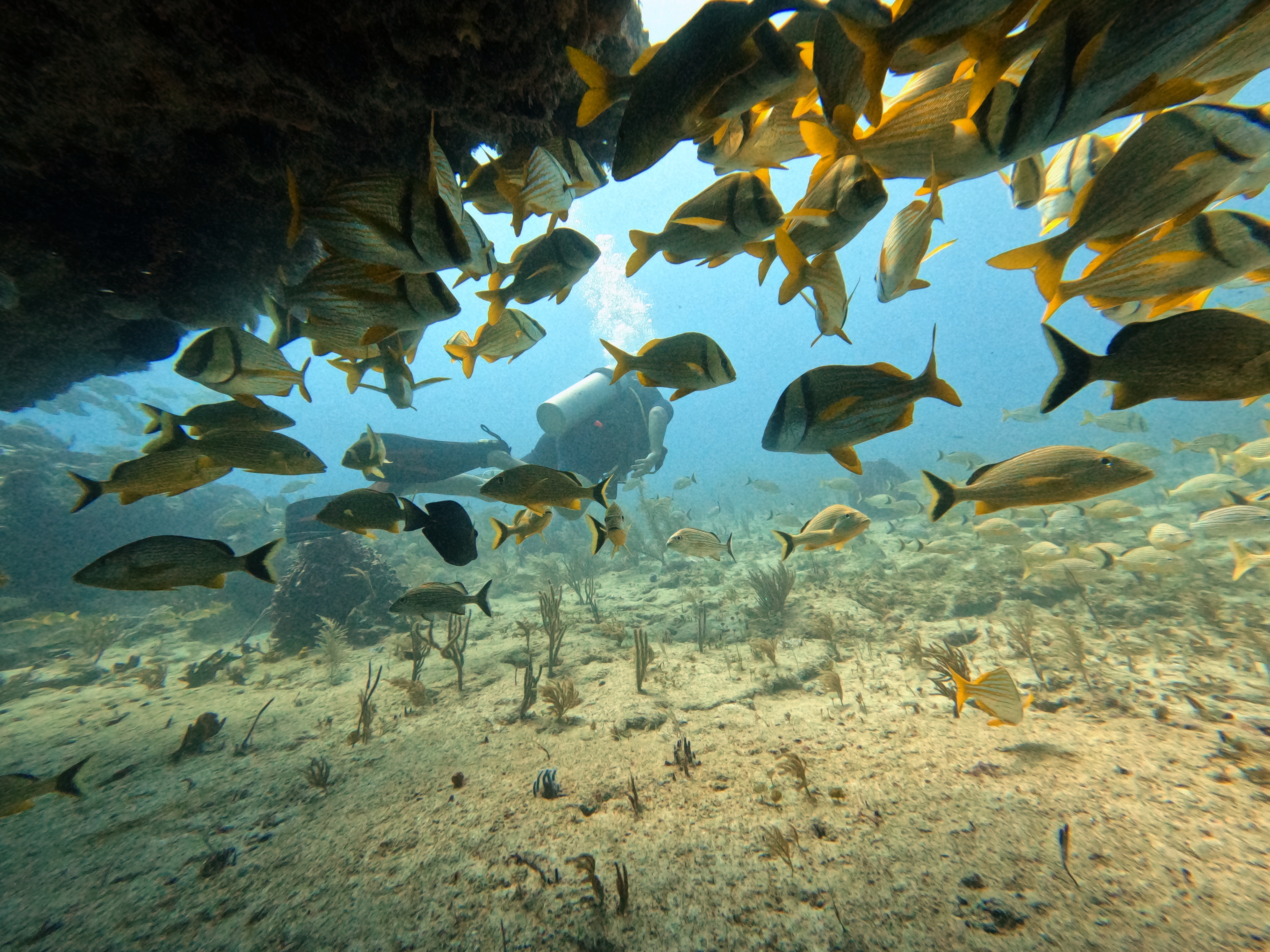 Puerto Morelos: Discover Scuba Diving