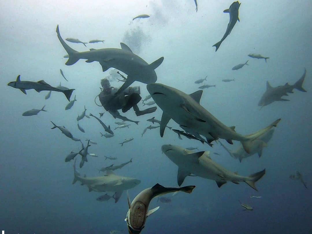 Buceo con Tiburones Toro - Alimentación Controlada