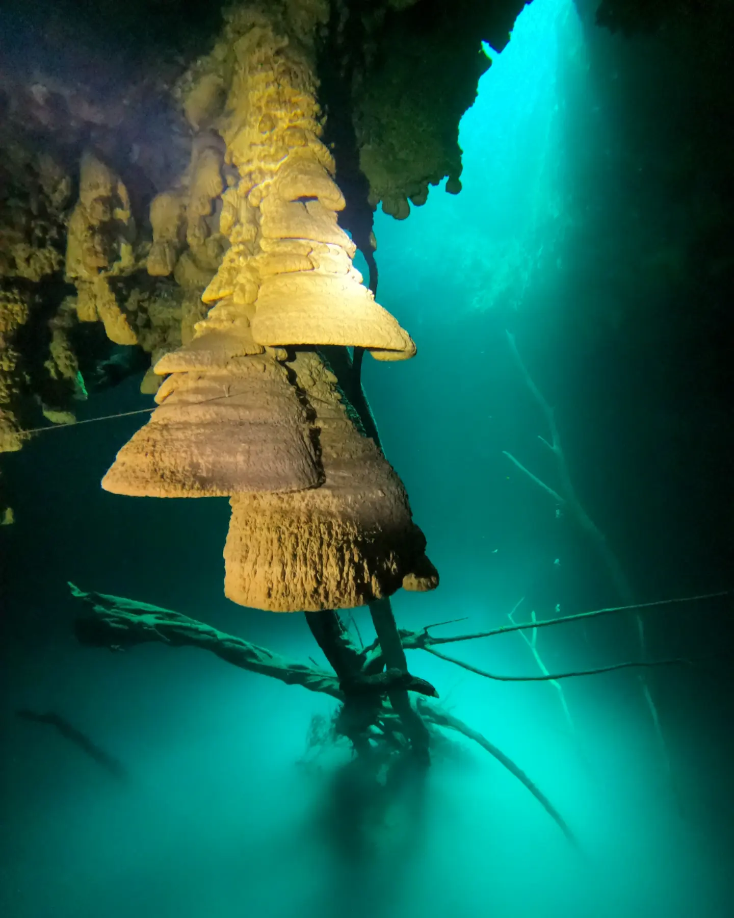 Cenote Kin Ha + Zapote