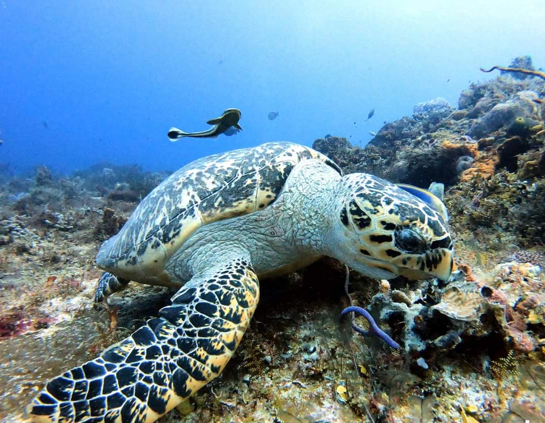 Cozumel: Discover Scuba Diving