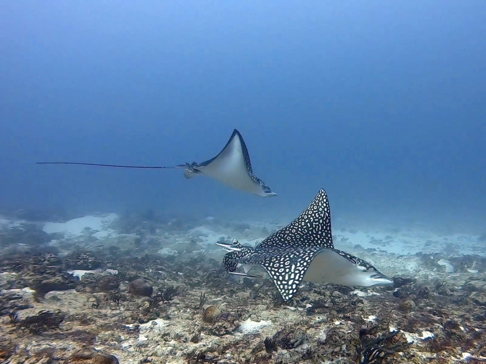 Playa del Carmen: Discover Scuba Diving