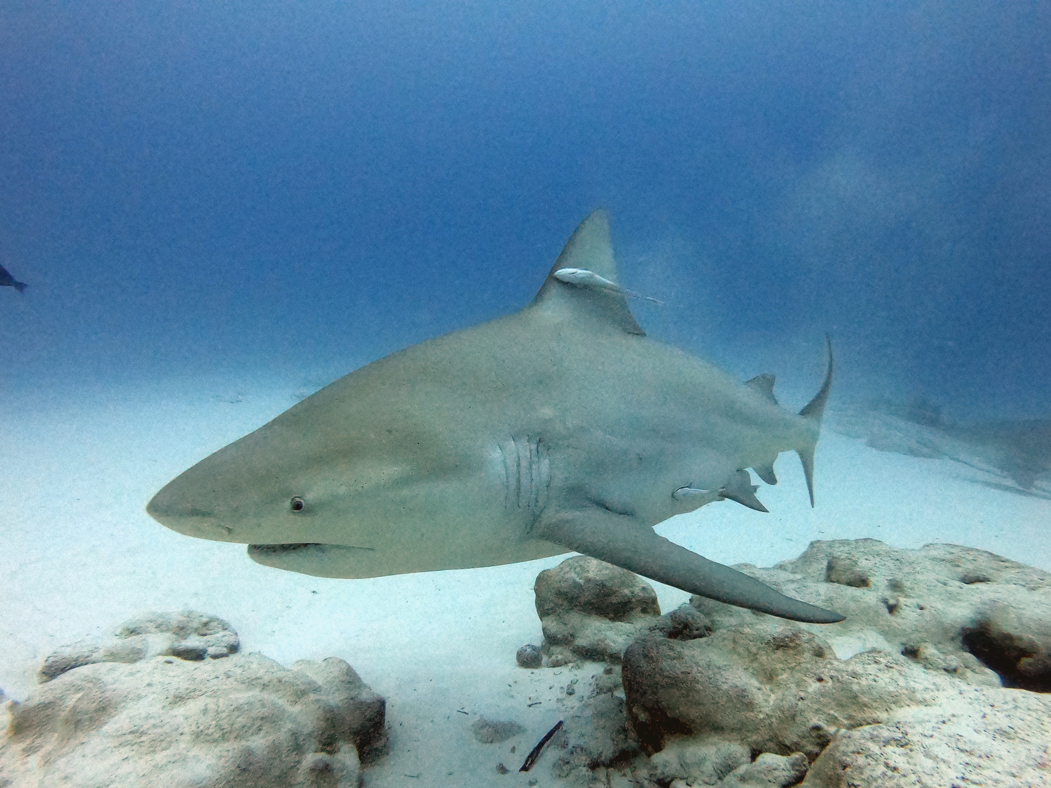 Buceo con Tiburón Toro - Observación + Arrecife