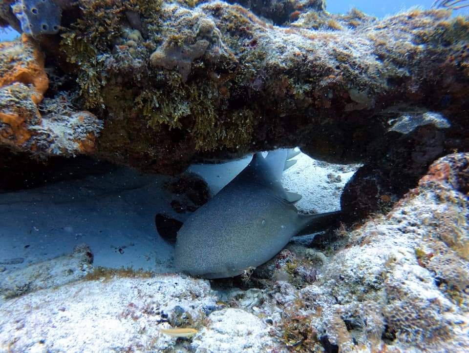 Cozumel: Discover Scuba Diving