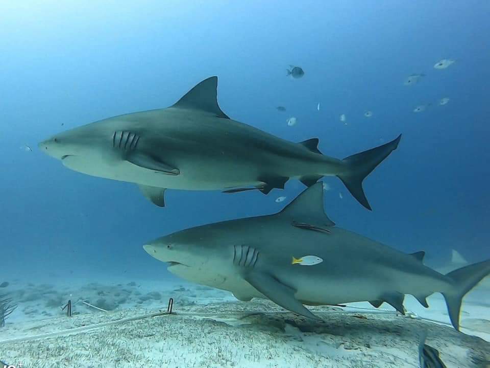 Buceo con Tiburón Toro - Observación + Arrecife
