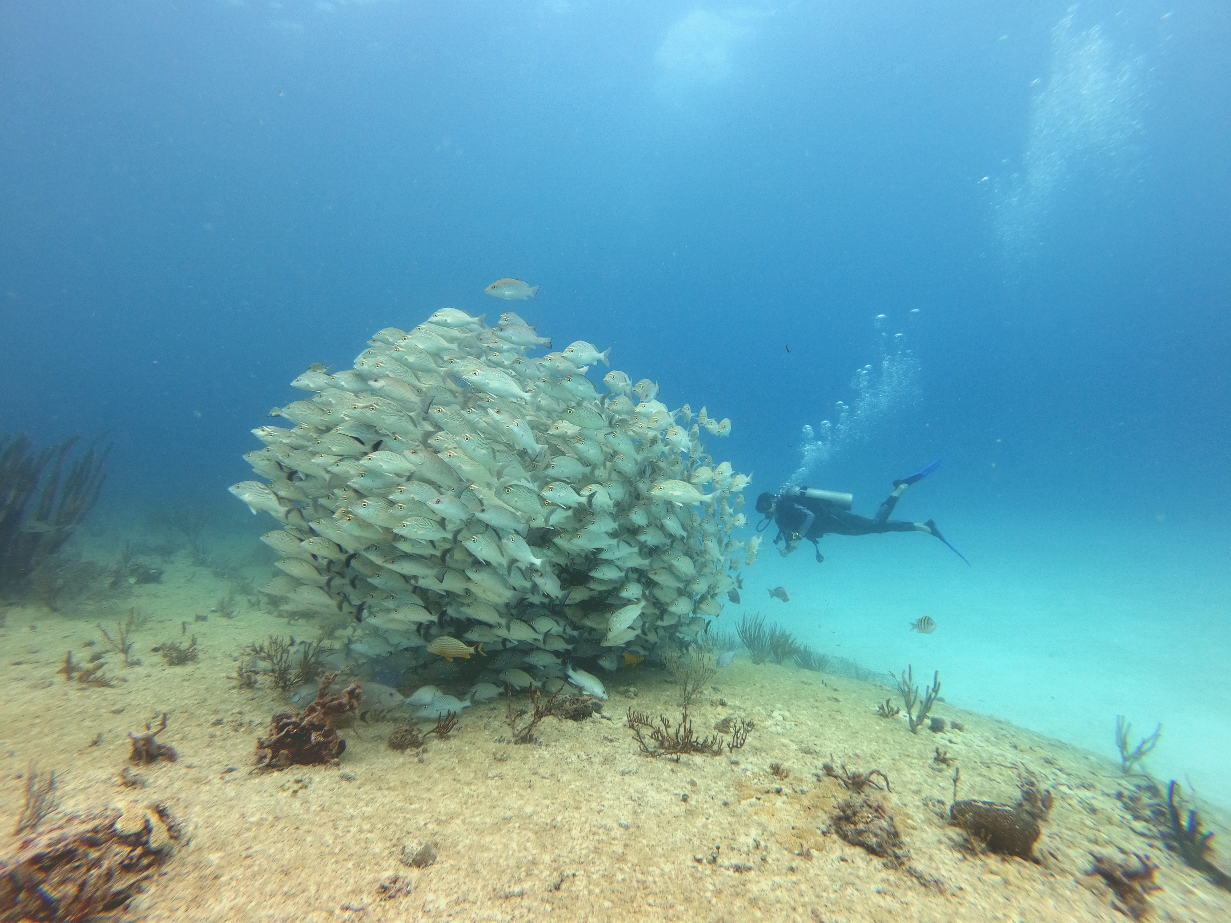 Playa del Carmen: Discover Scuba Diving