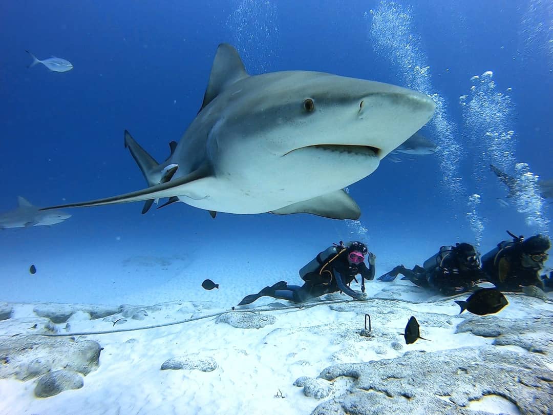 Buceo con Tiburones Toro - Alimentación Controlada