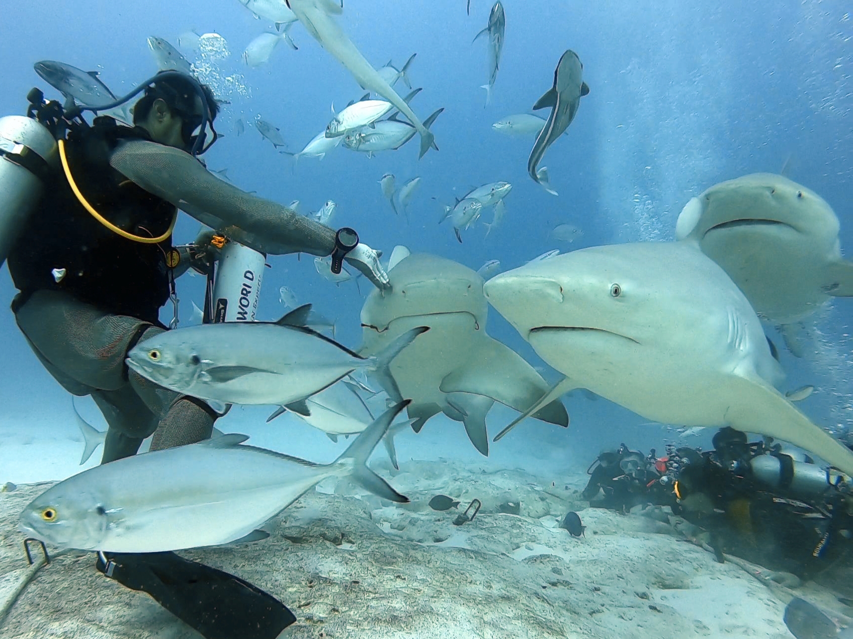 Buceo con Tiburones Toro - Alimentación Controlada