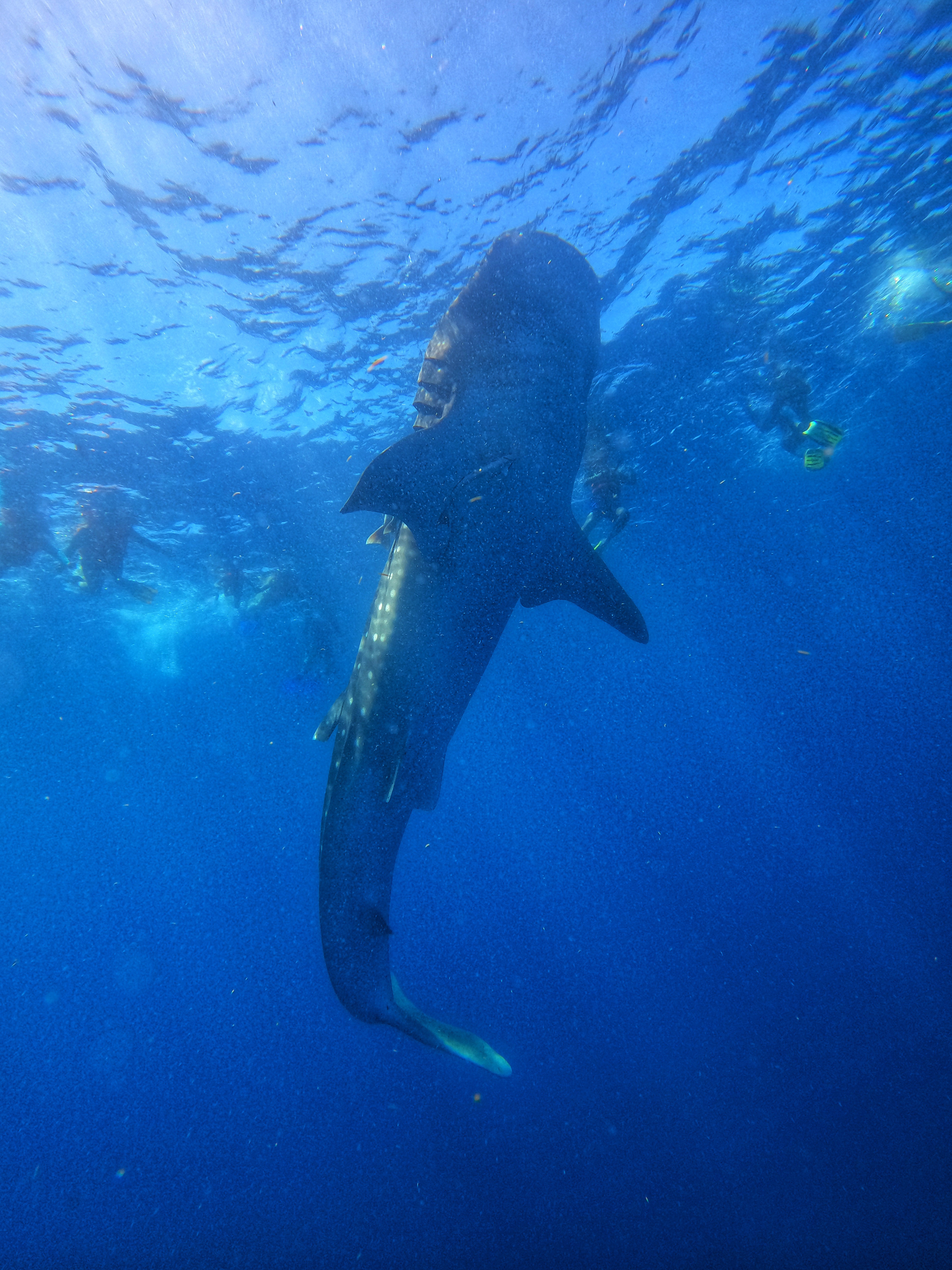 Encuentro con Tiburón Ballena – Experiencia Compartida