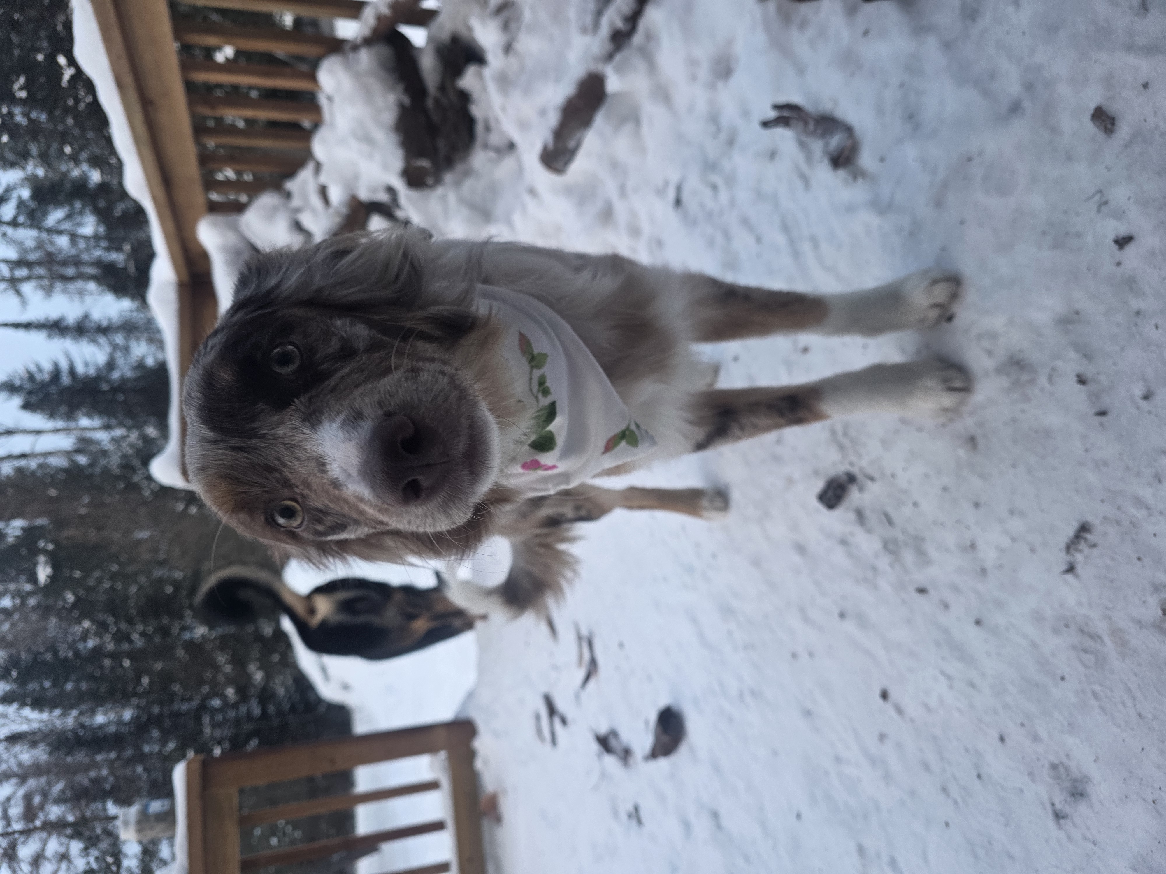 Floral Bandana & Scrunchie Set
