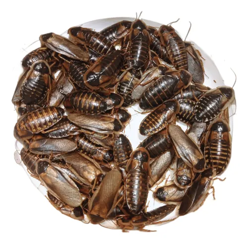 Cucarachas Dubia Ninfa