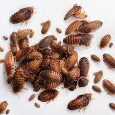  Dubia Chica / Median / Mixto