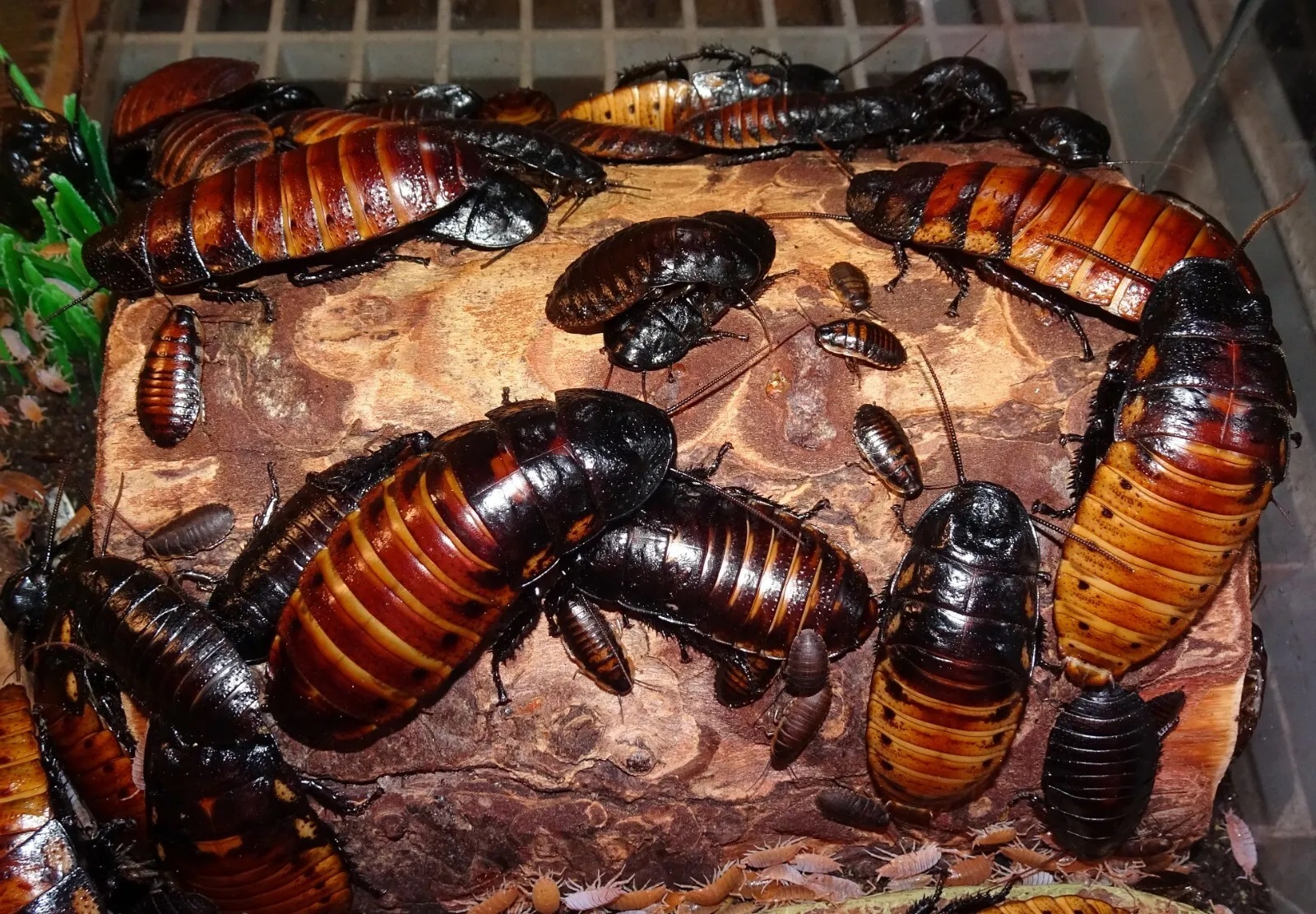 Cucaracha Madagascar Ninfa