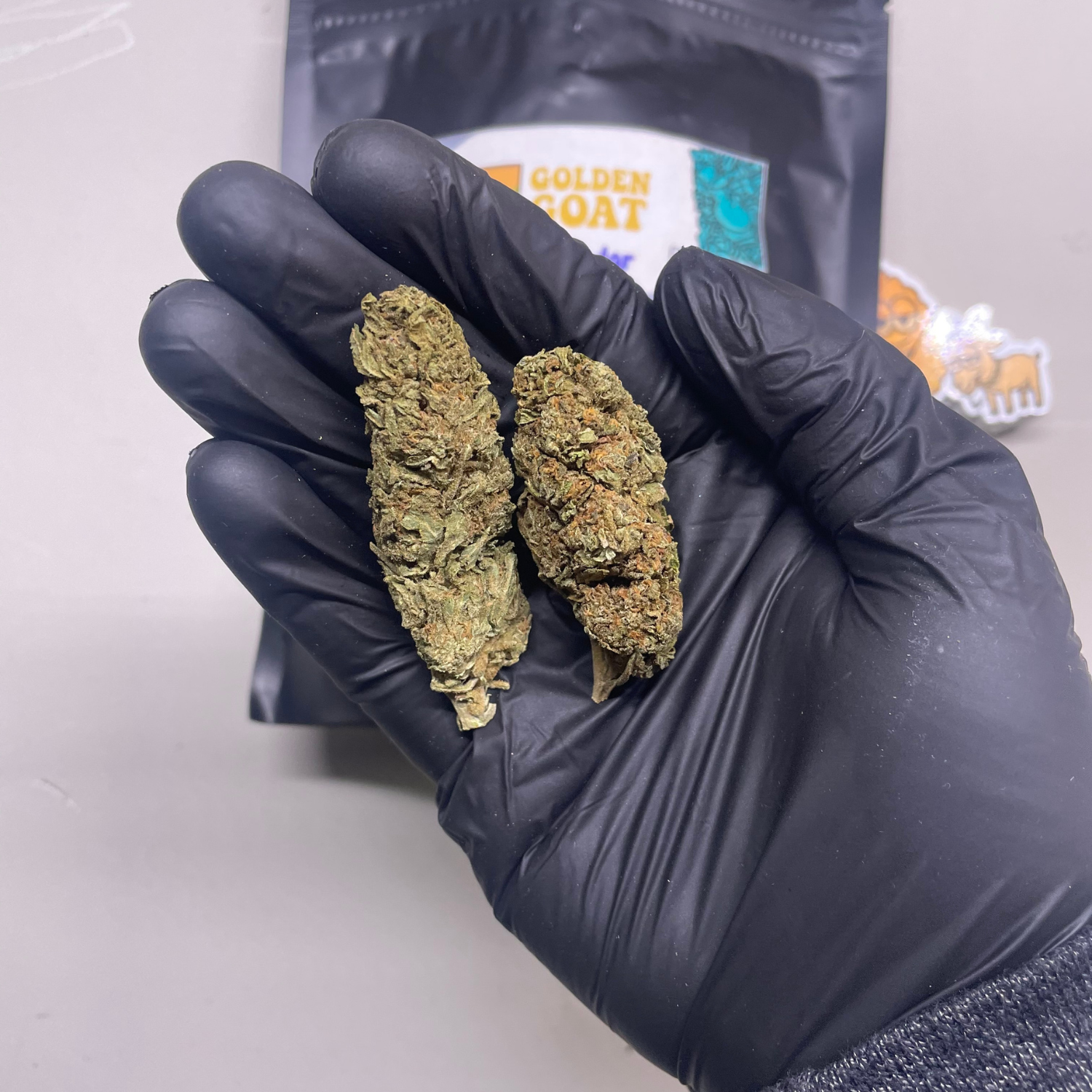 Golden Goat Estandar