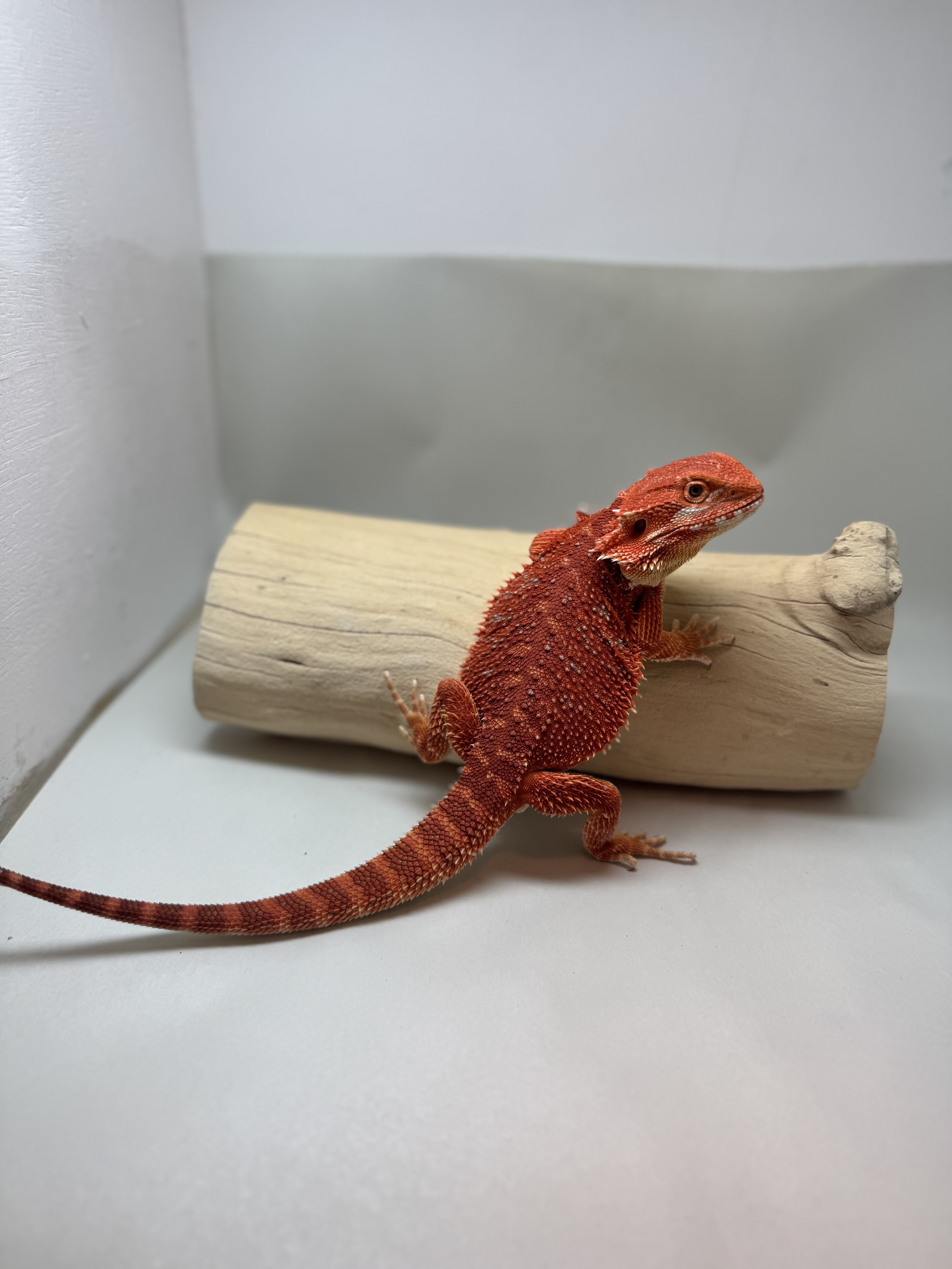Double Het 50% Red Monster/German Tiger 