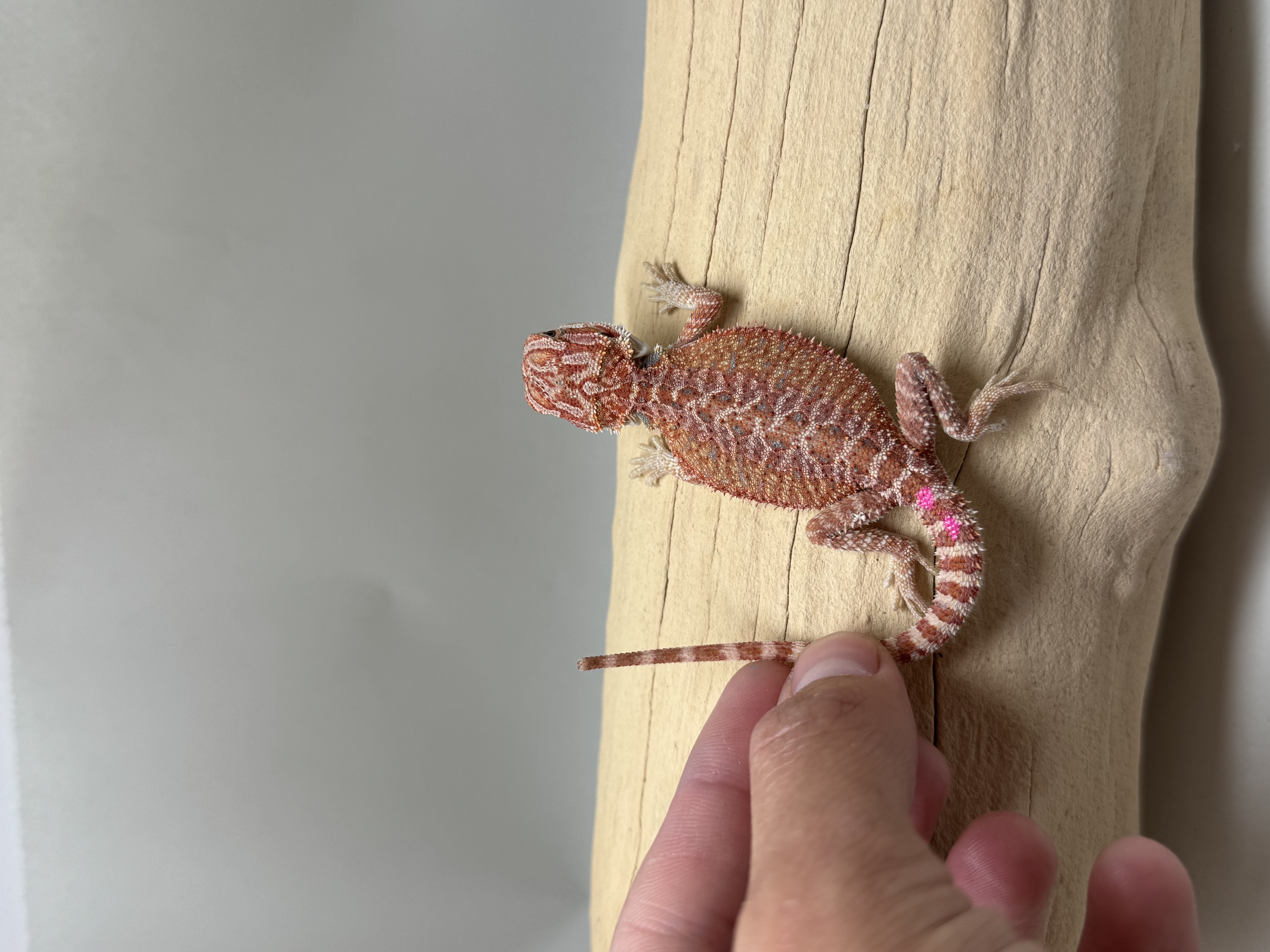 Hypo 1/2  Red Monster 100% Het Witblits 
