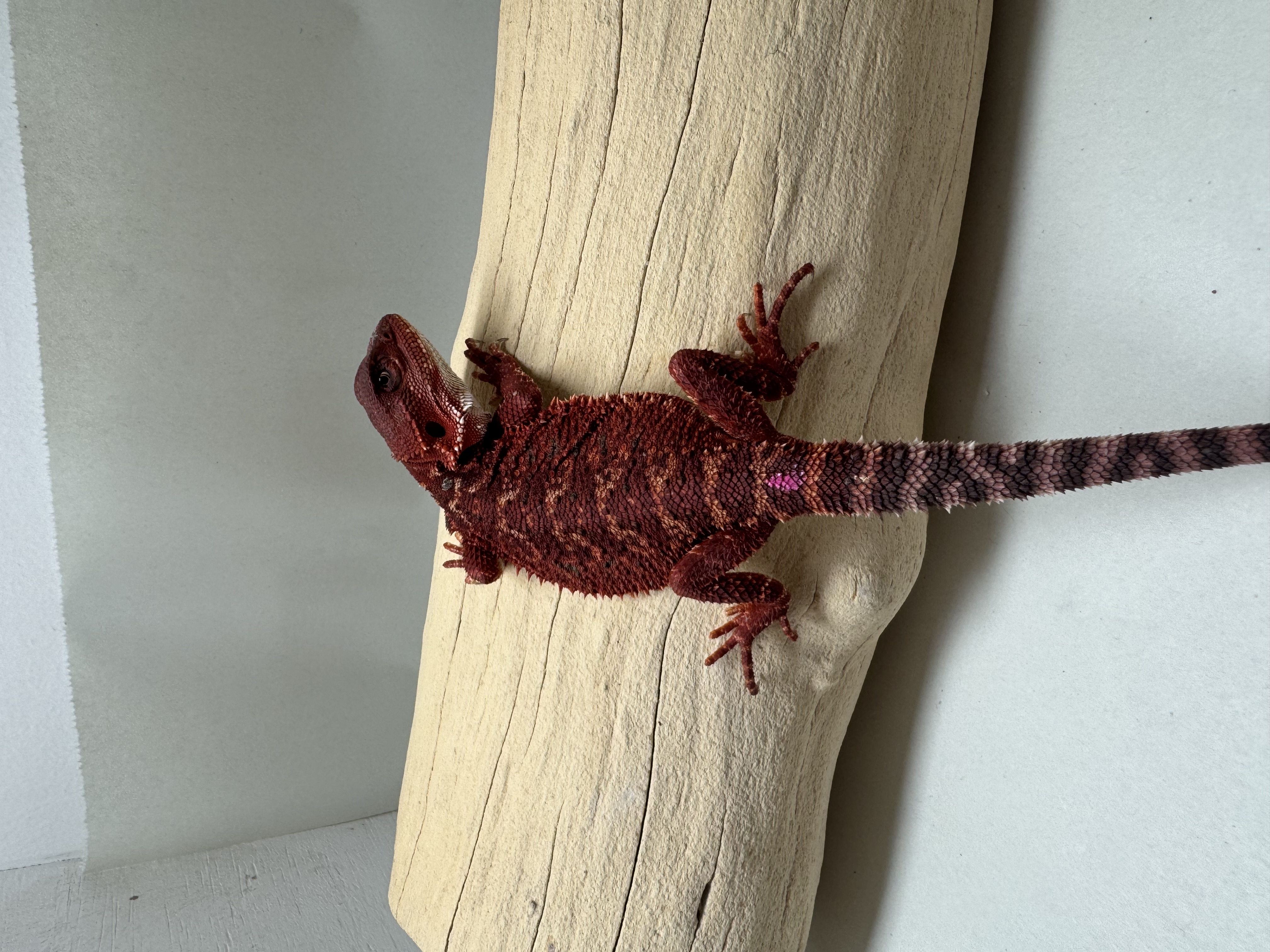 STUNNING FEMALE! 100% Red Monster DH