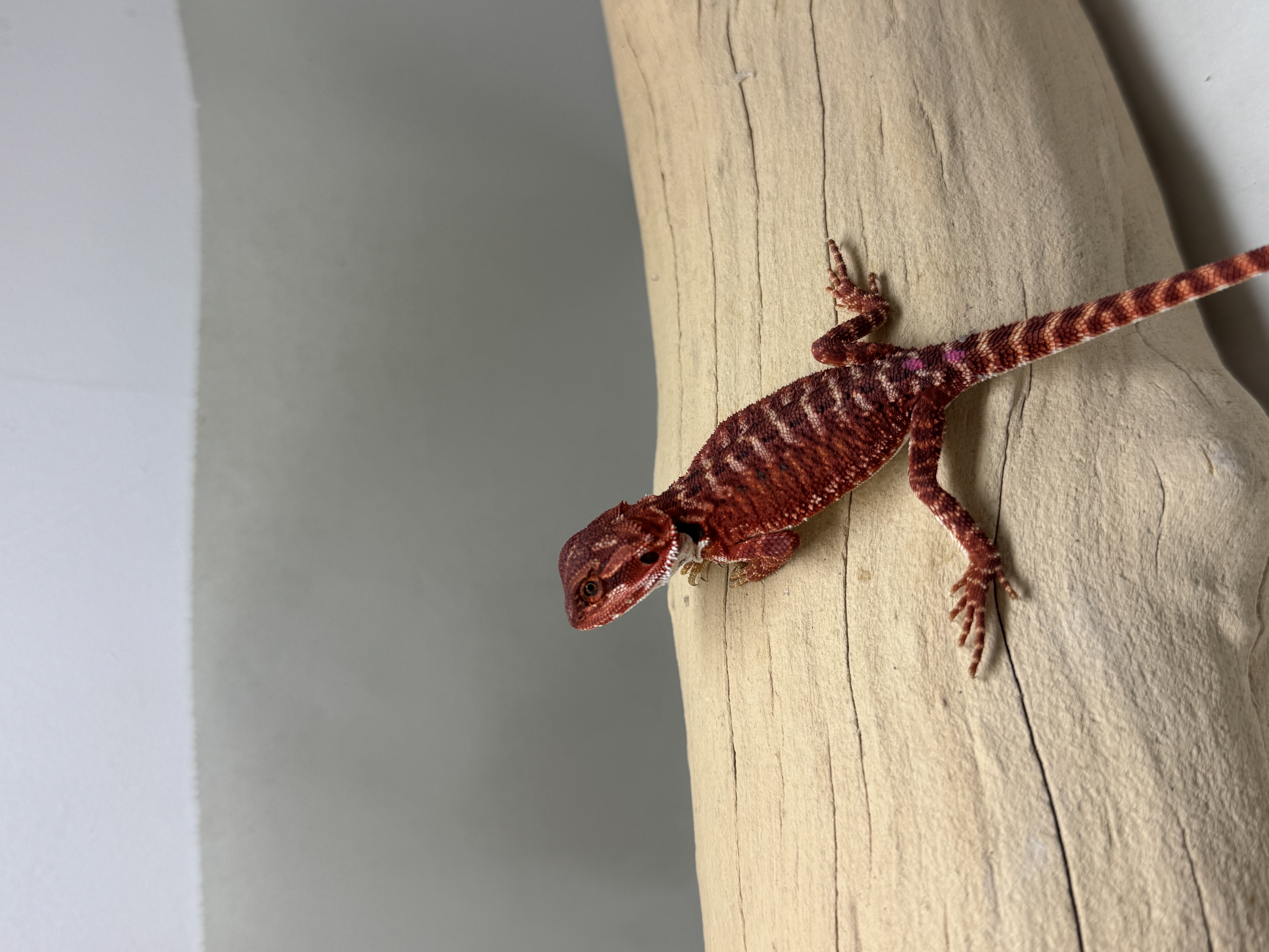 Baby 100% Red Monster 66% Double Het