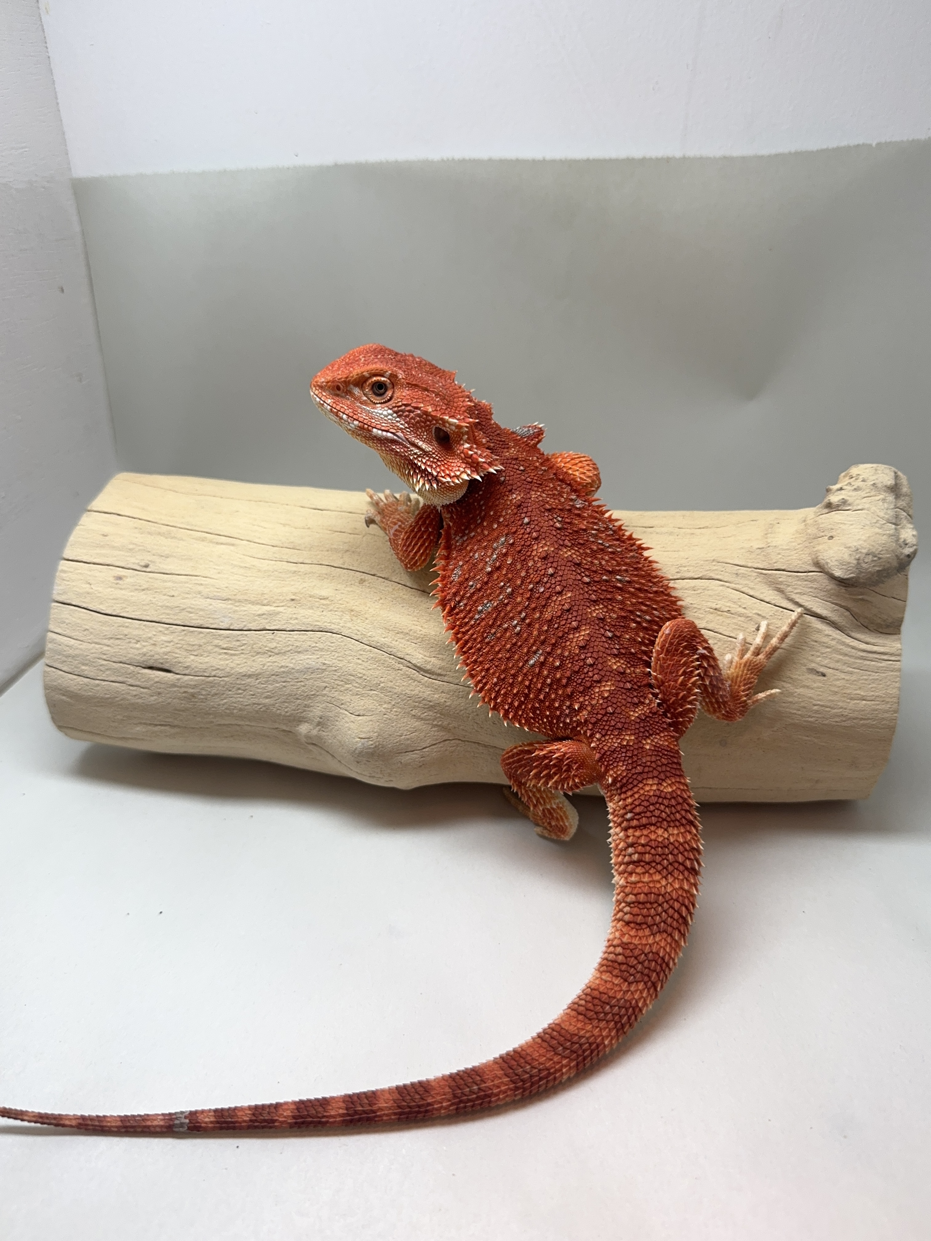 Double Het 50% Red Monster/German Tiger 