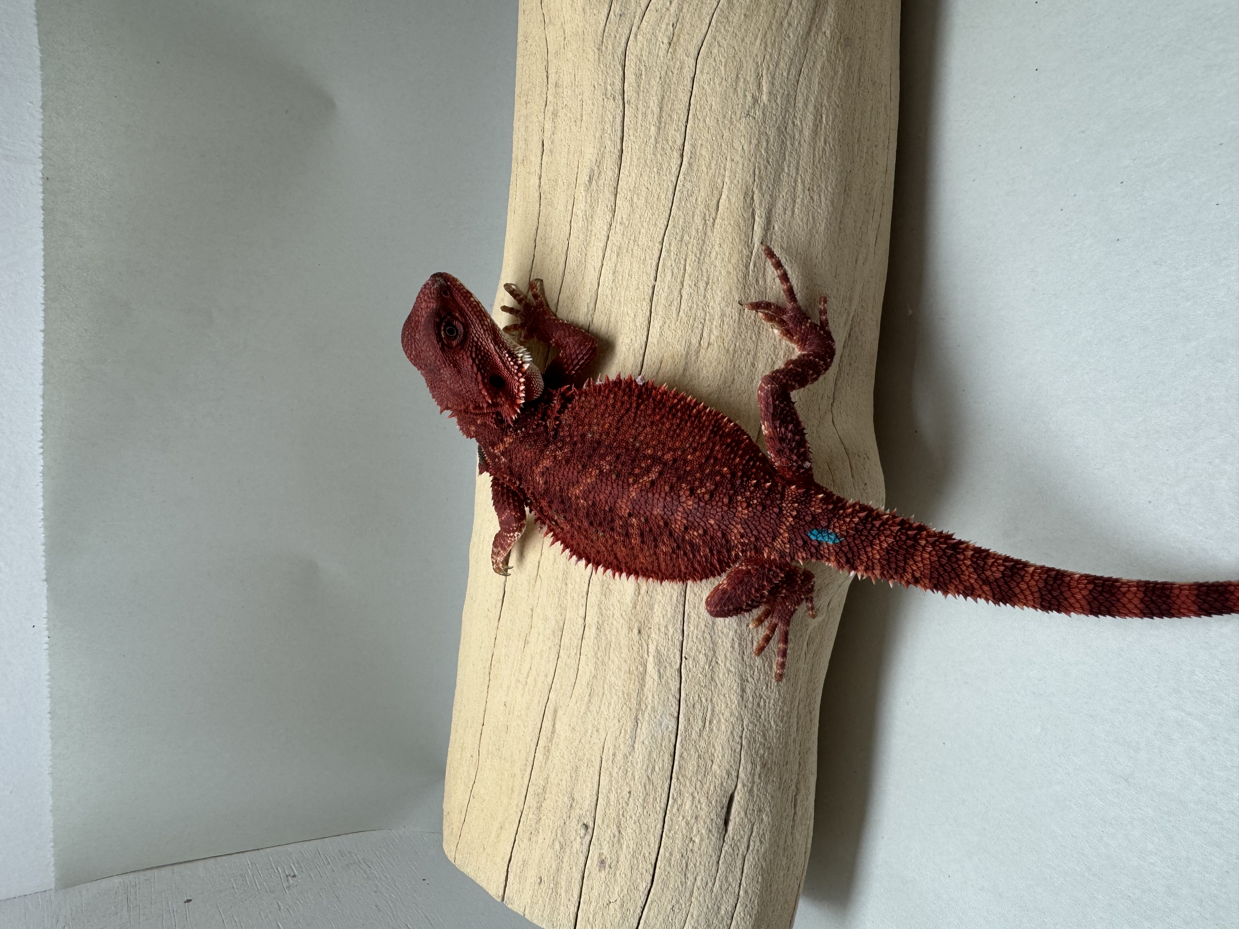 STUNNER 100% RED MONSTER DH