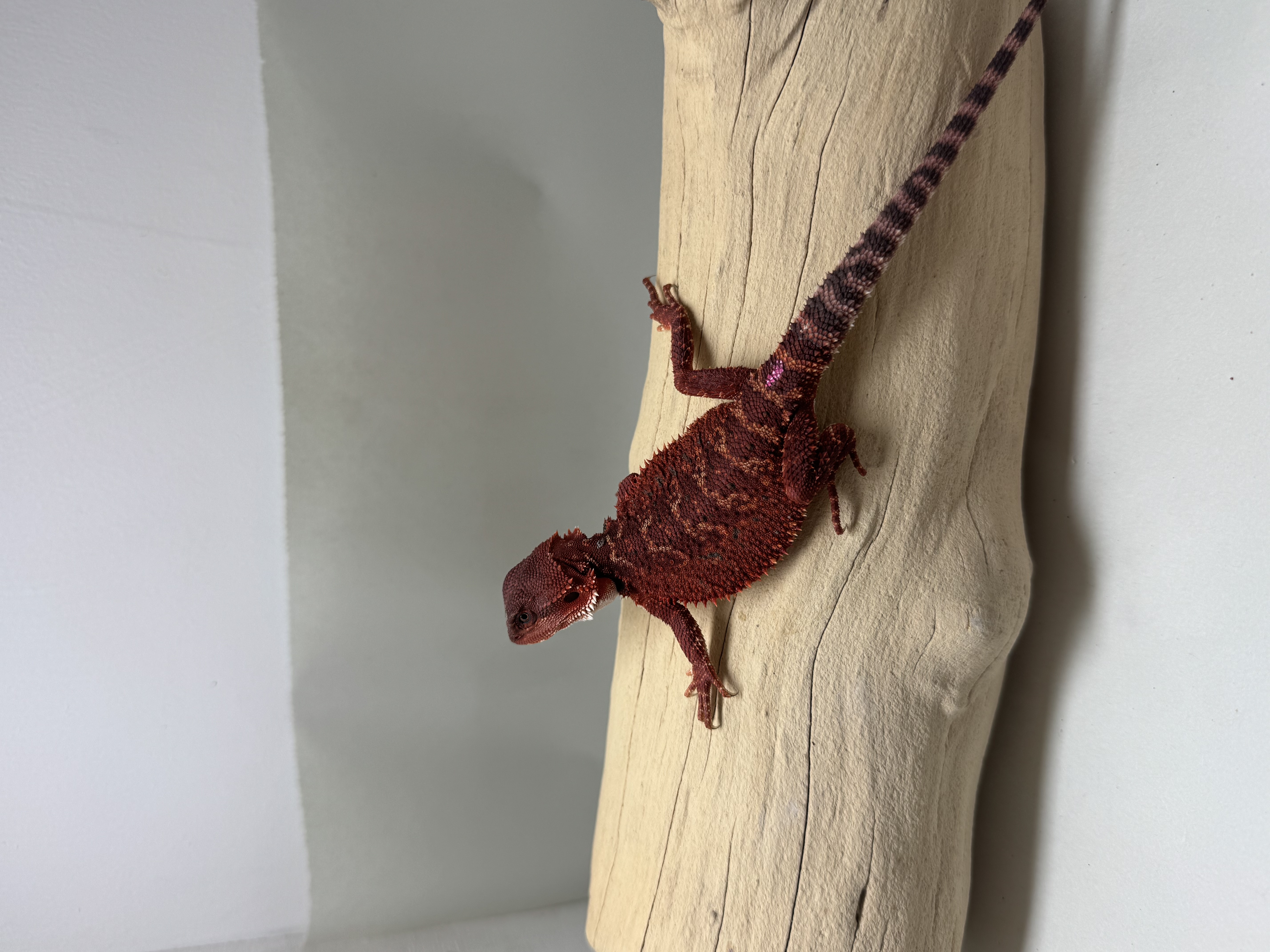 STUNNING FEMALE! 100% Red Monster DH