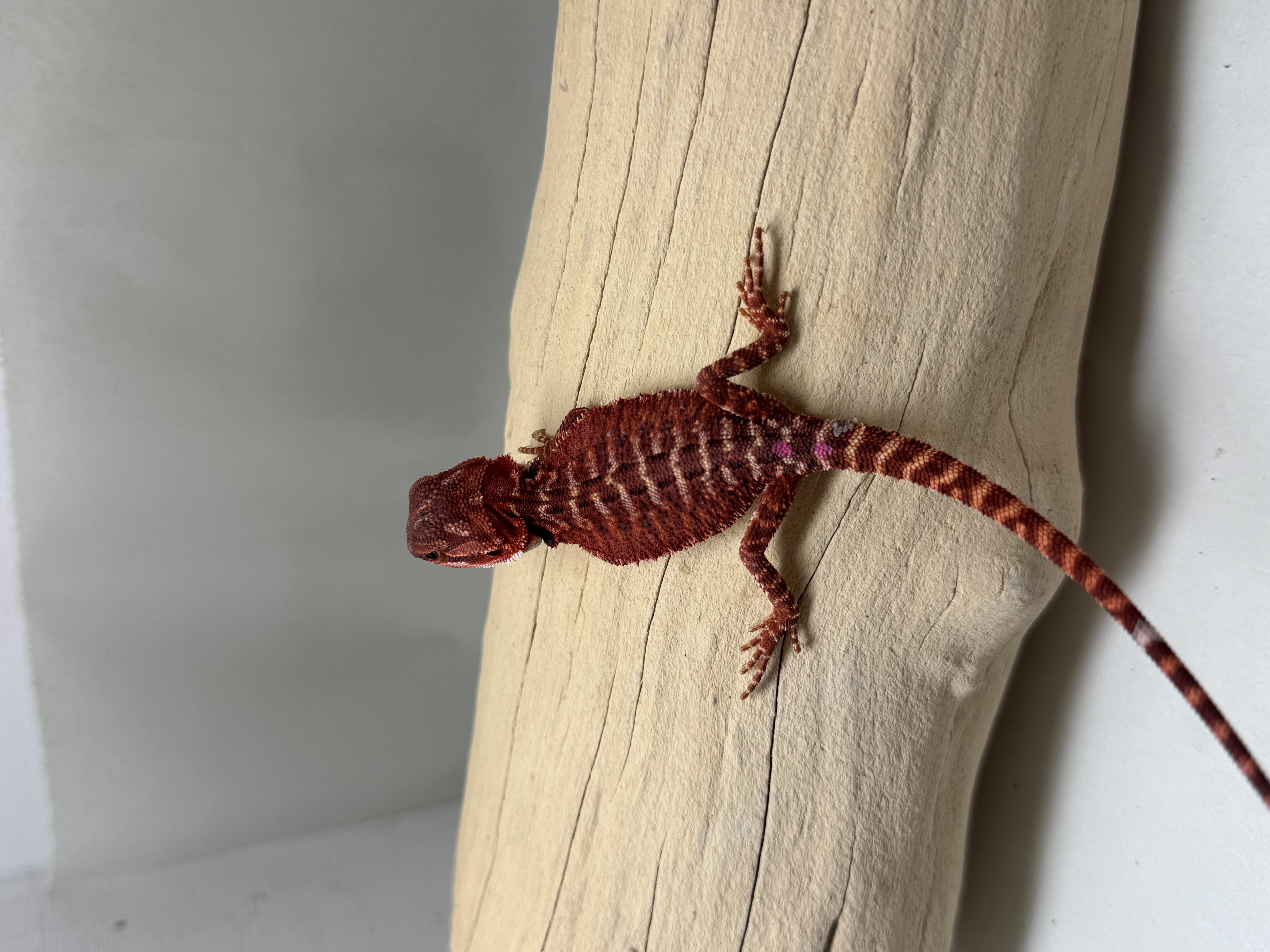 Baby 100% Red Monster 66% Double Het