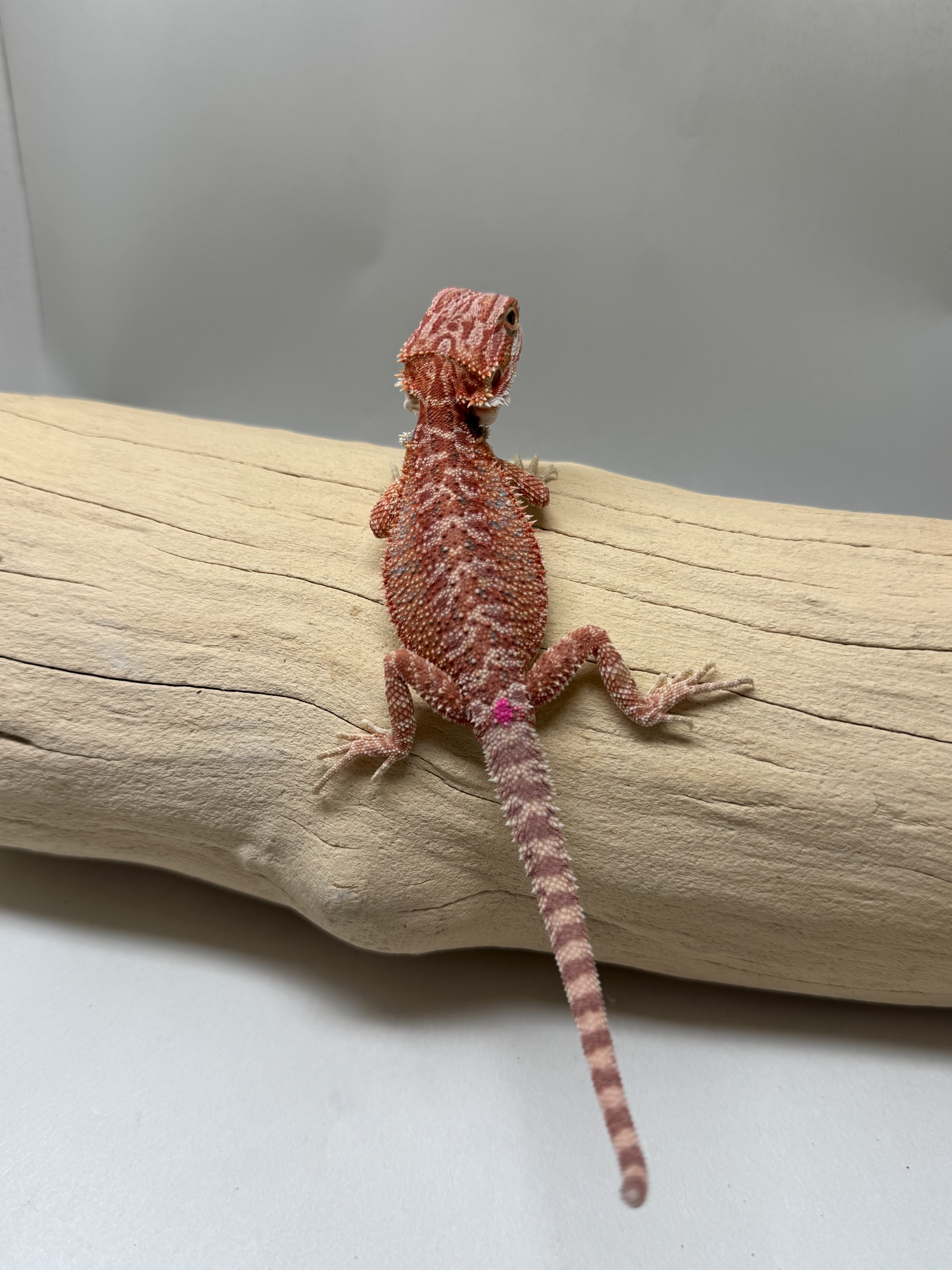Baby Hypo 1/2 Red Monster 100% Het Witblits 
