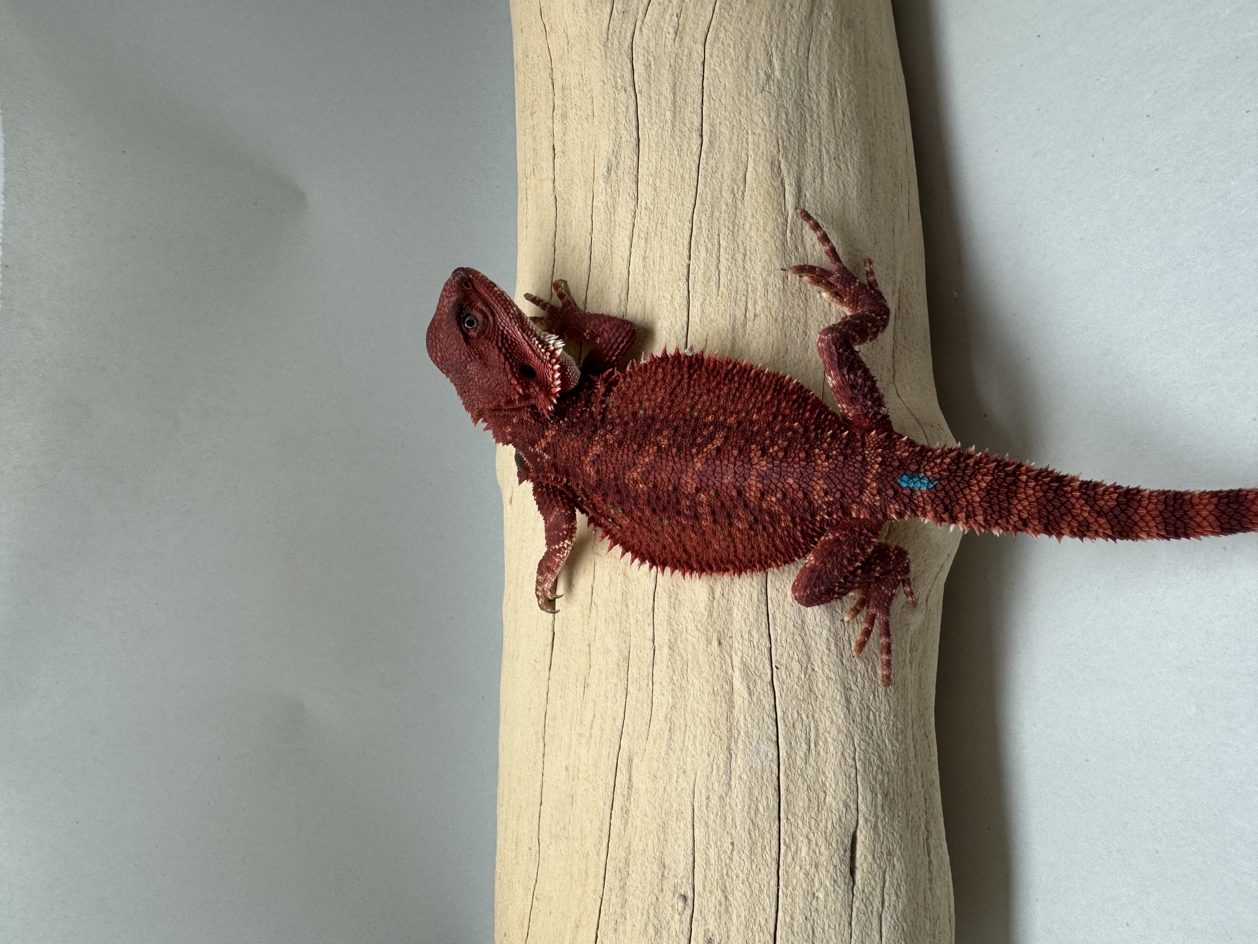 STUNNER 100% RED MONSTER DH