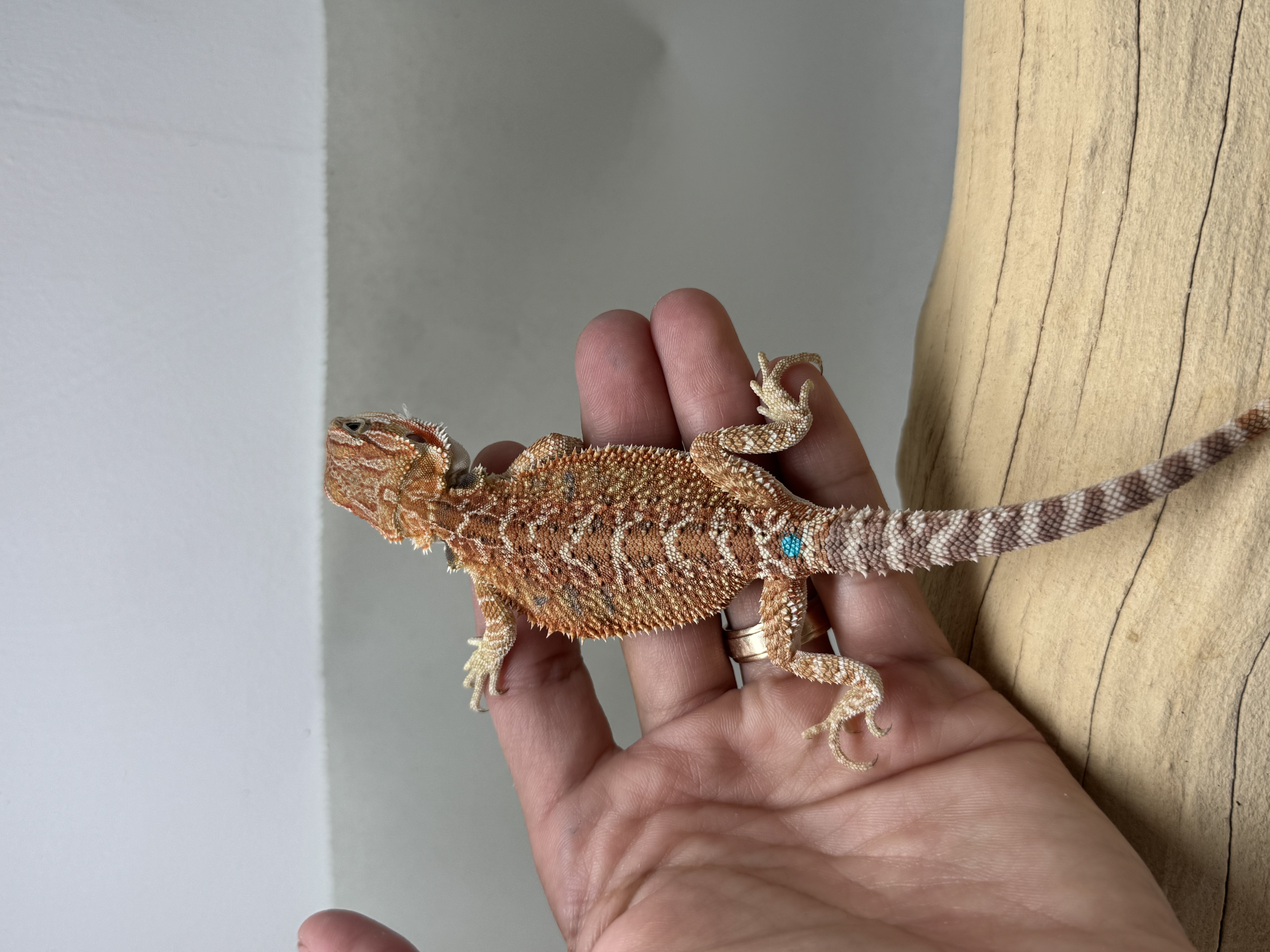 Baby Hypo 1/2 Red Monster 100% Het Witblits 