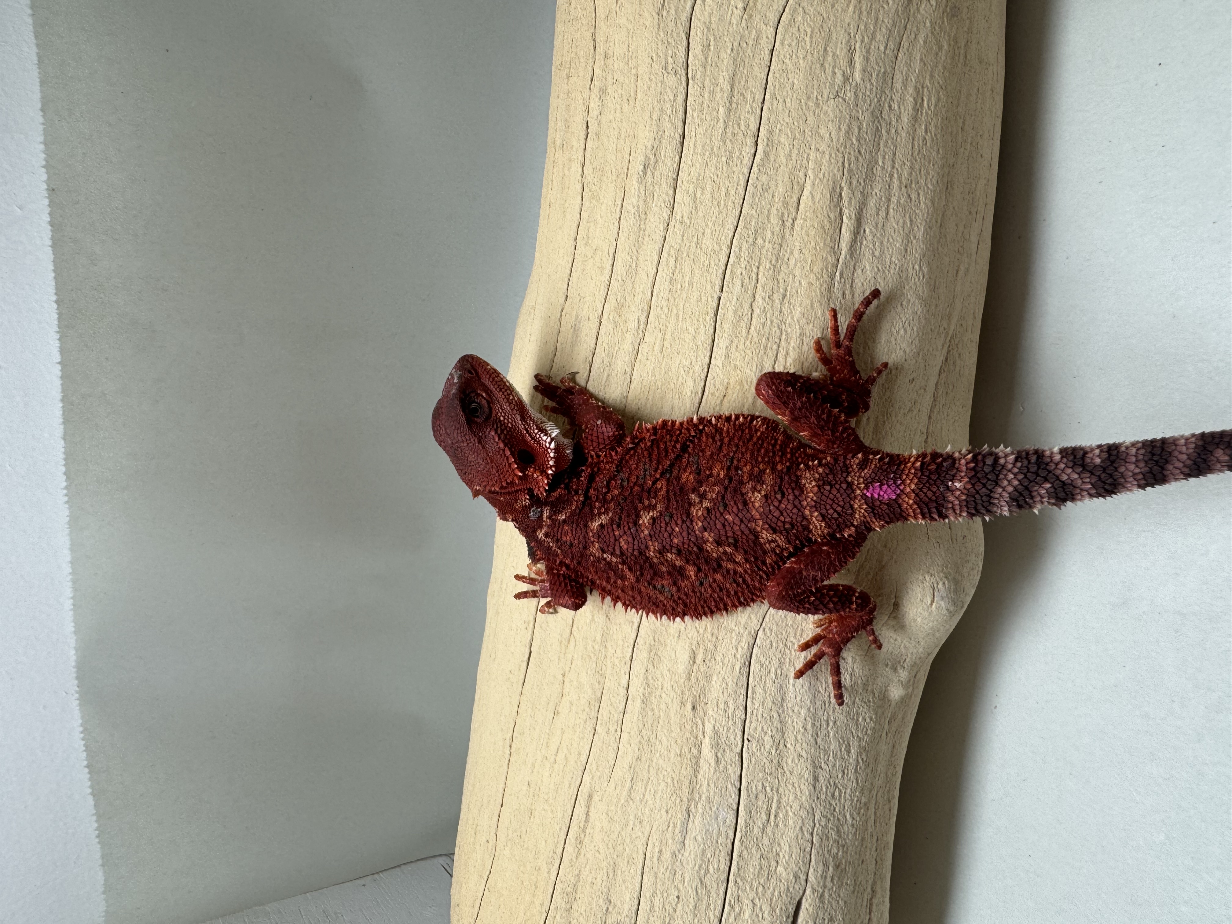STUNNING FEMALE! 100% Red Monster DH