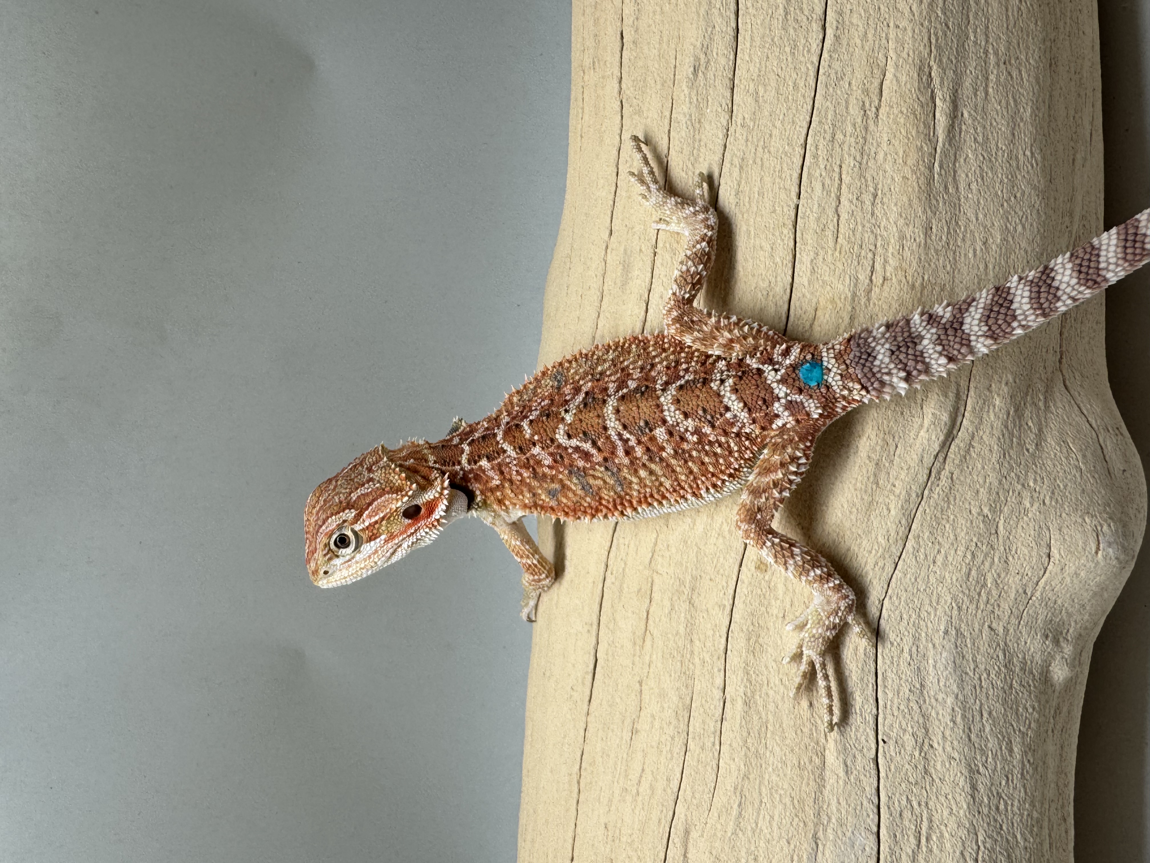 Baby Hypo 1/2 Red Monster 100% Het Witblits 
