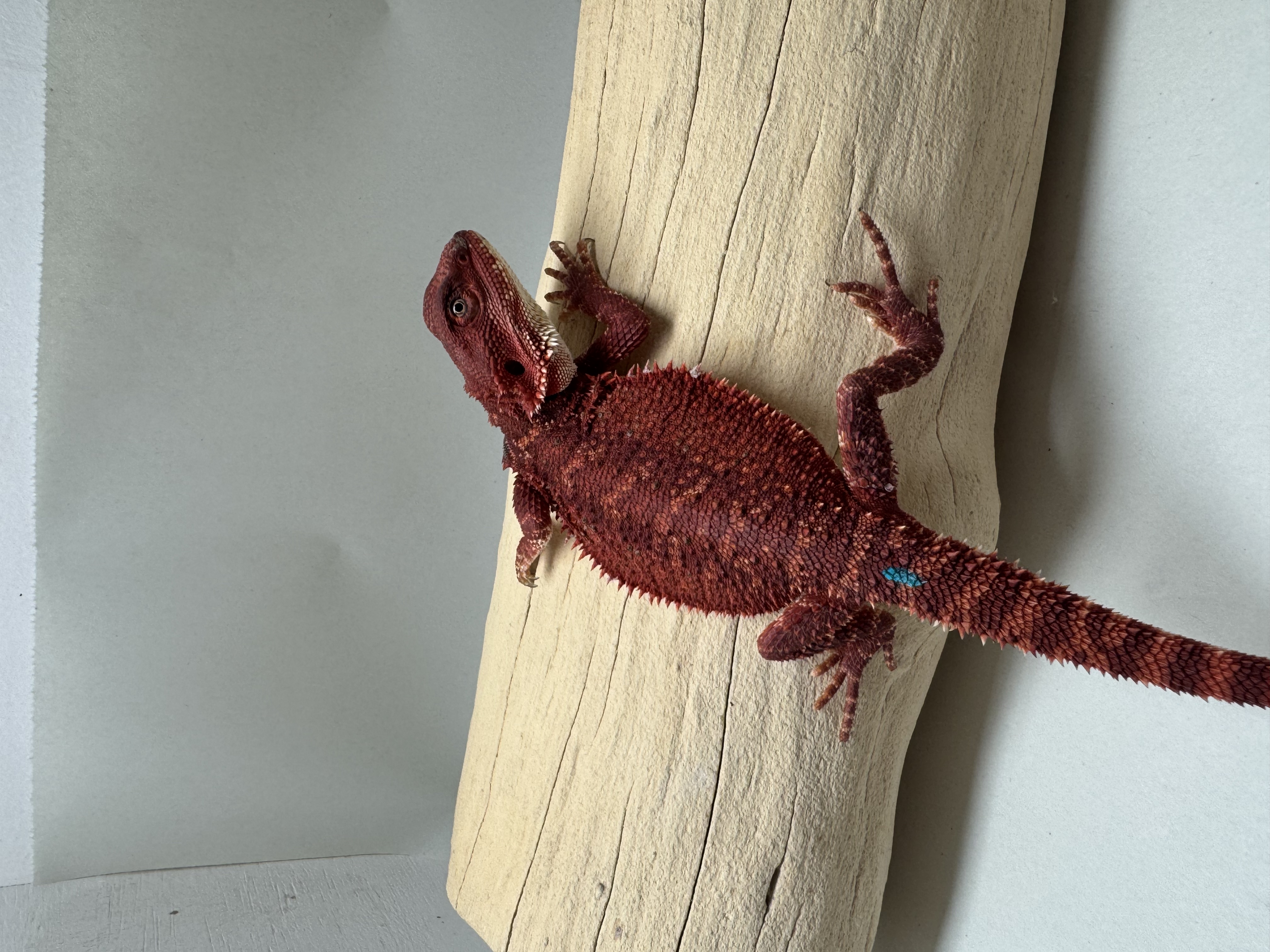 STUNNER 100% RED MONSTER DH