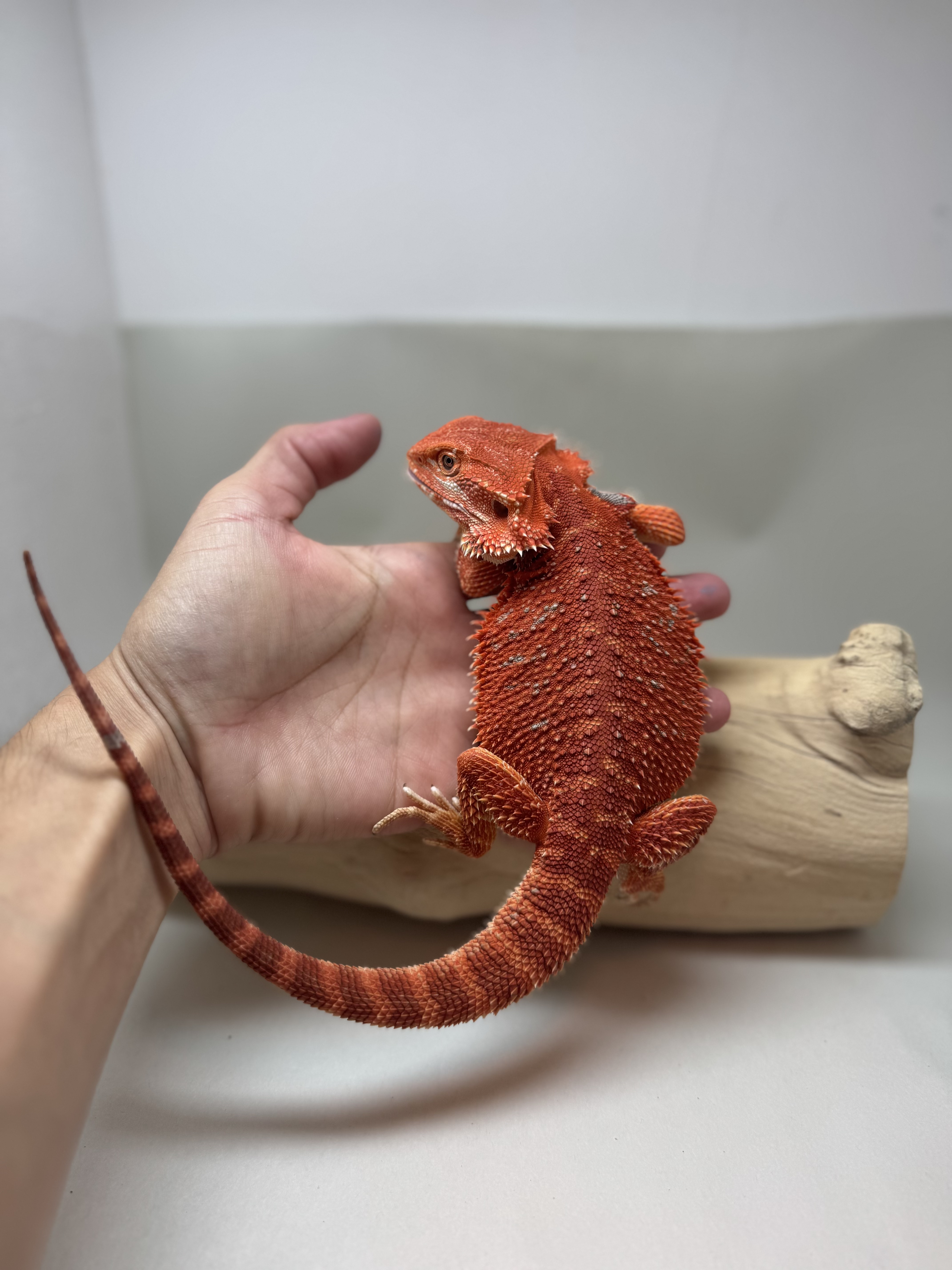 Double Het 50% Red Monster/German Tiger 