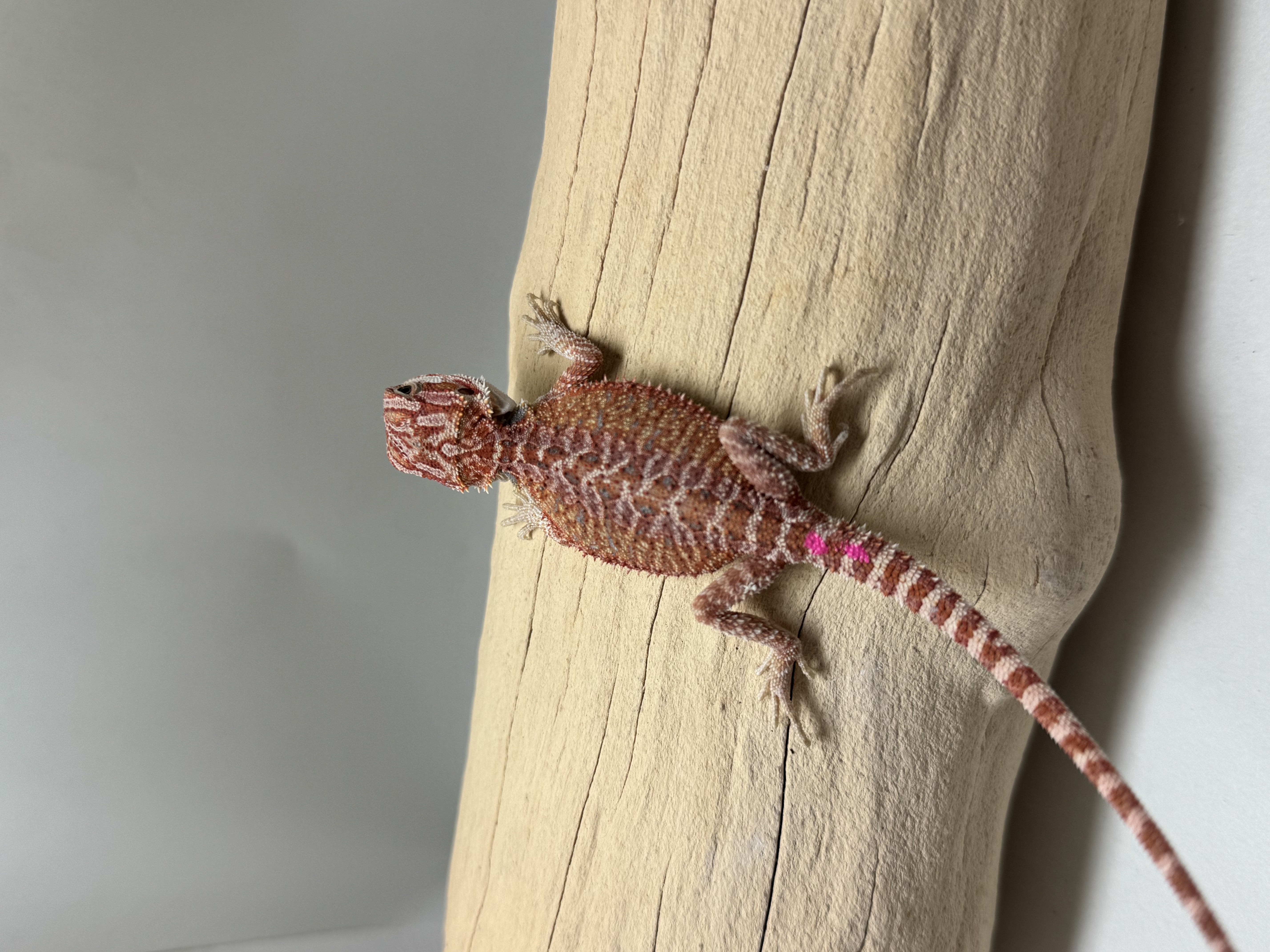 Hypo 1/2  Red Monster 100% Het Witblits 