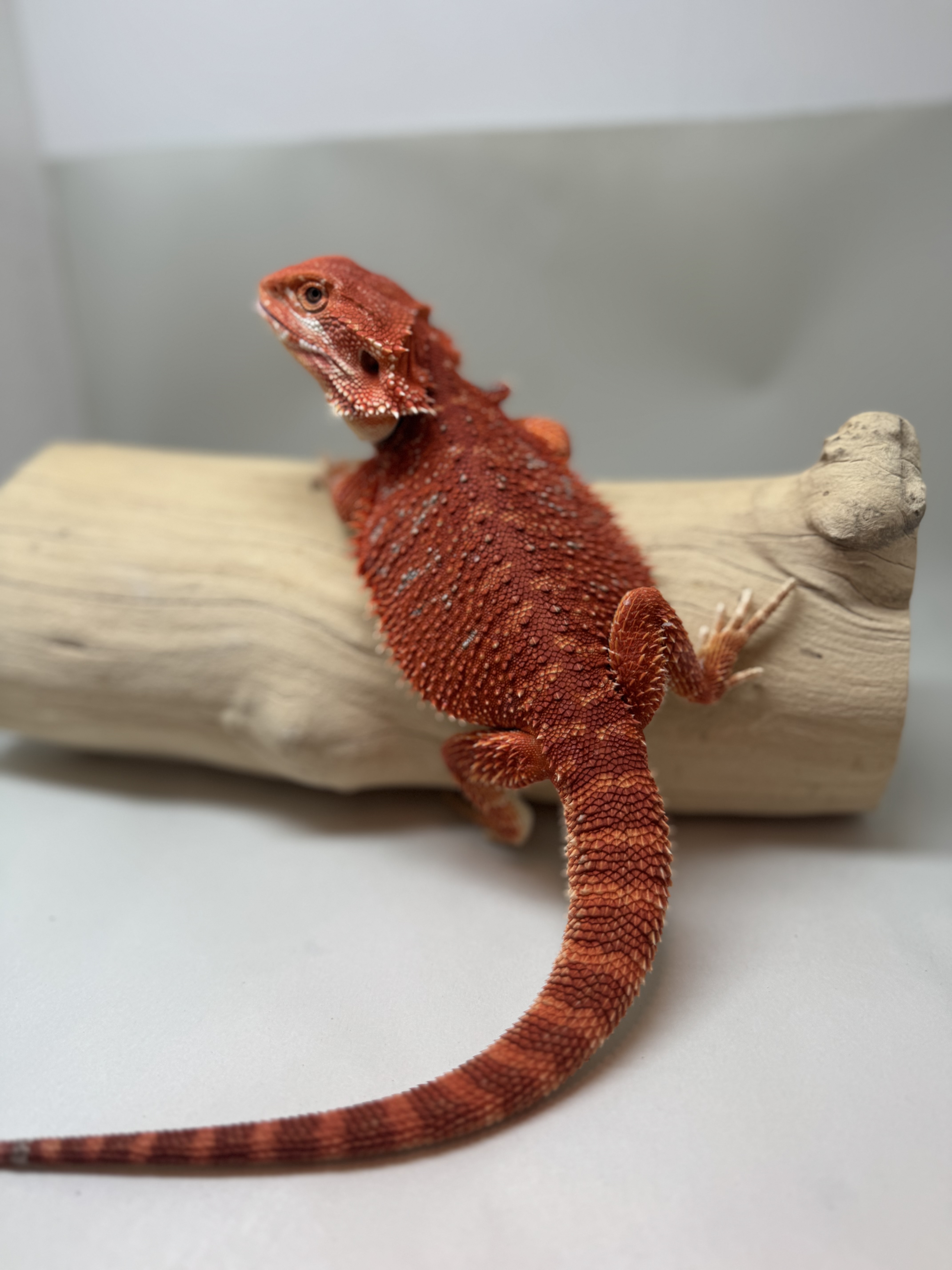 Double Het 50% Red Monster/German Tiger 