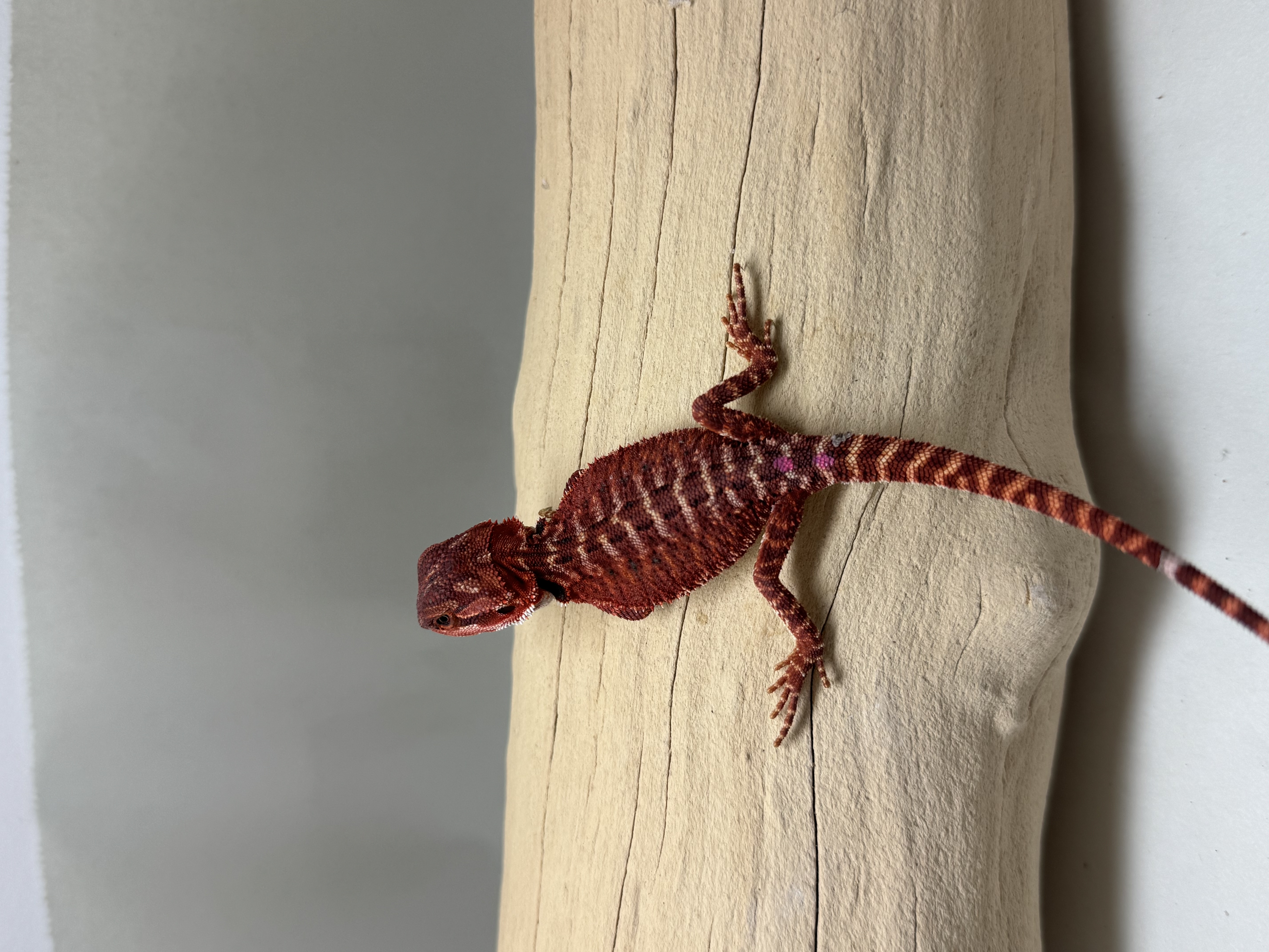 Baby 100% Red Monster 66% Double Het
