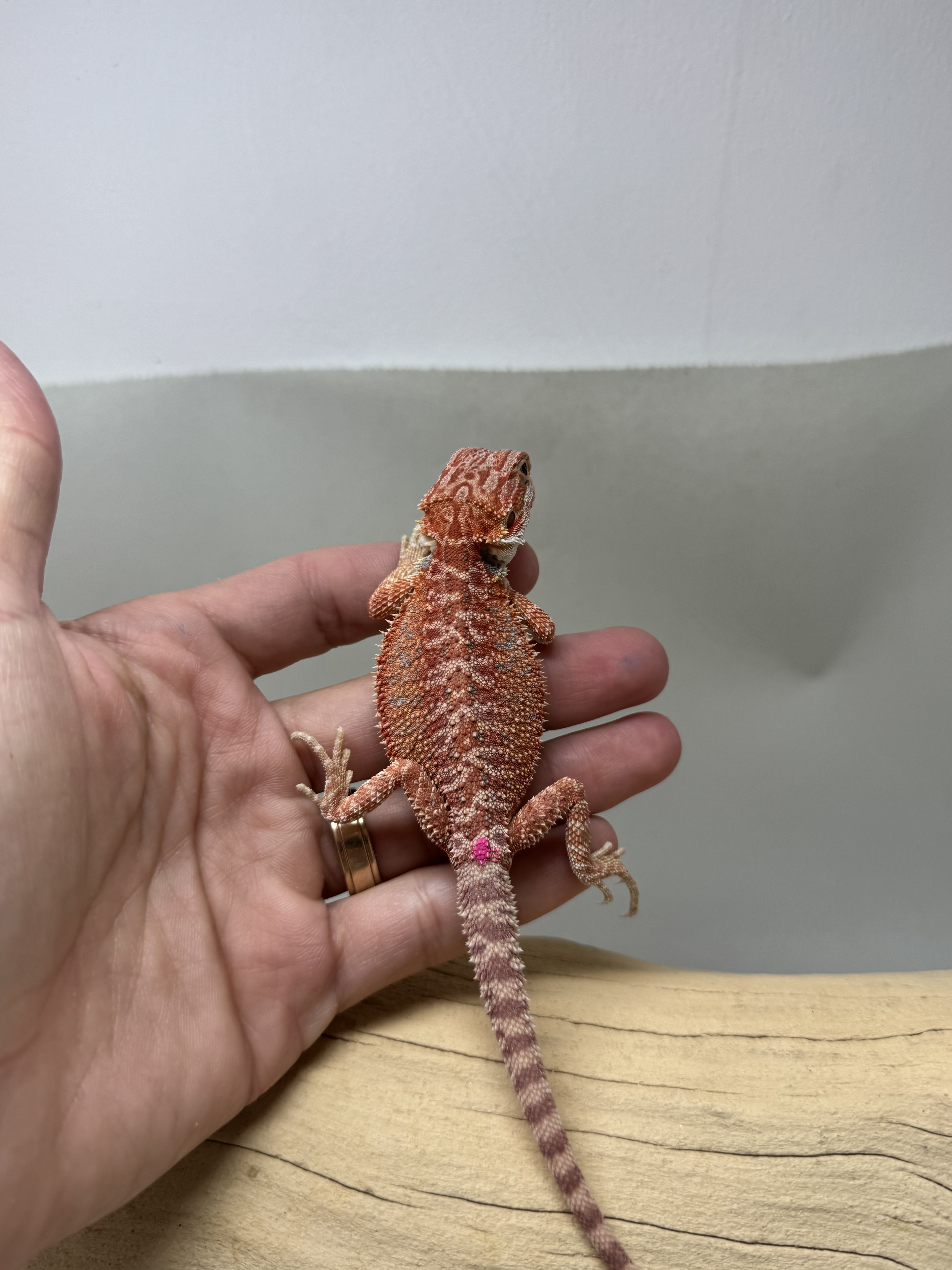 Baby Hypo 1/2 Red Monster 100% Het Witblits 