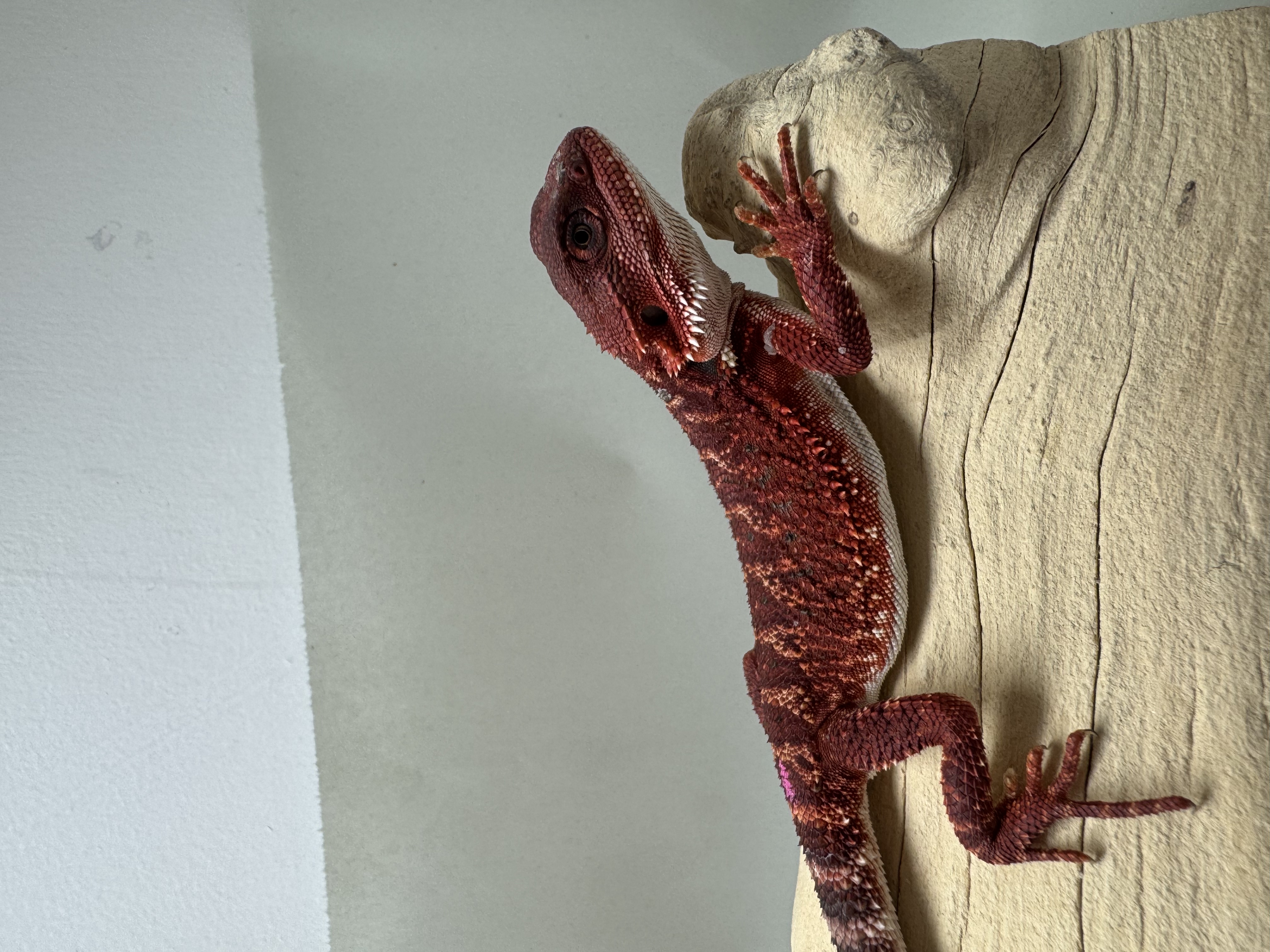 STUNNING FEMALE! 100% Red Monster DH