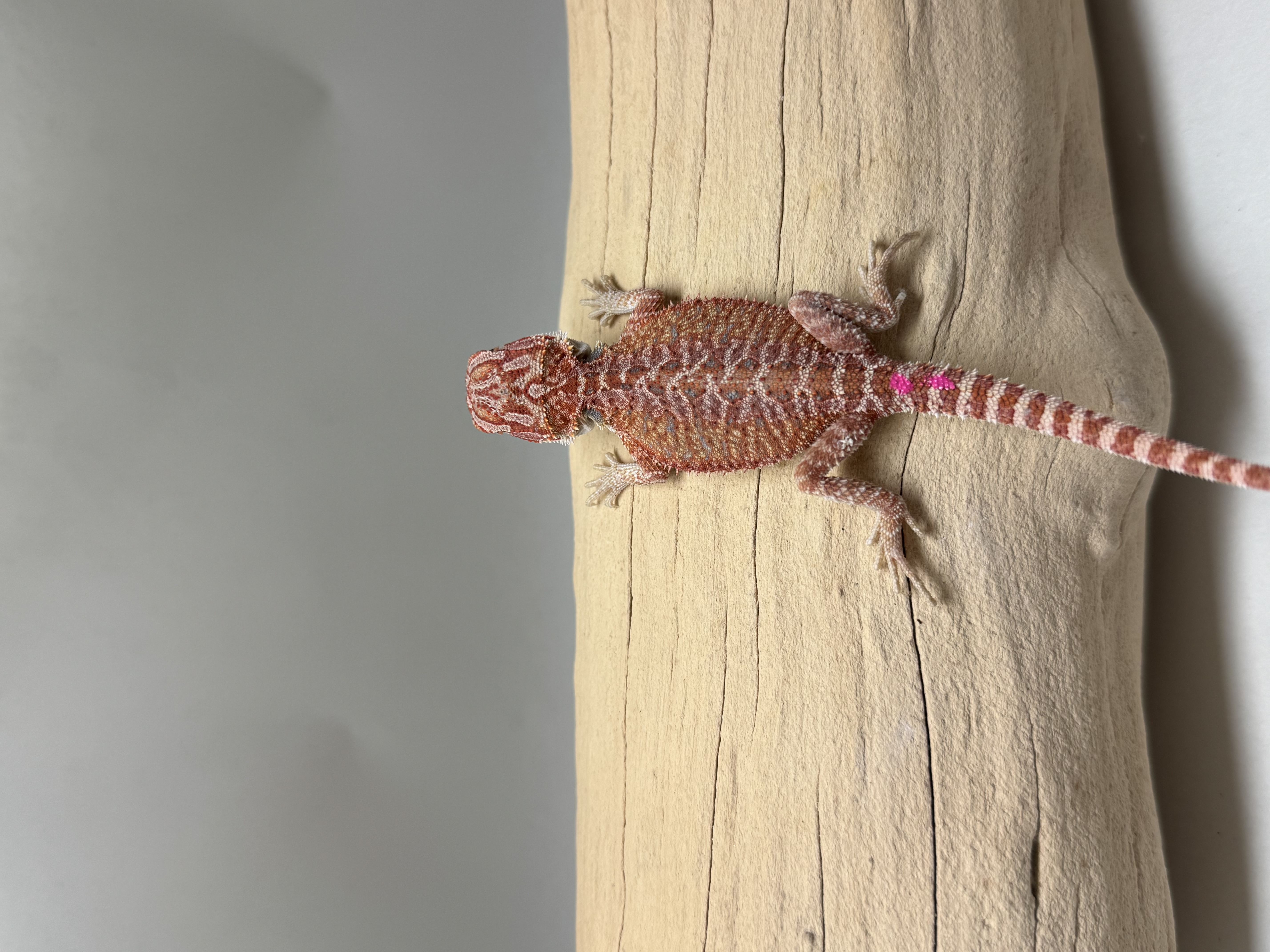Hypo 1/2  Red Monster 100% Het Witblits 