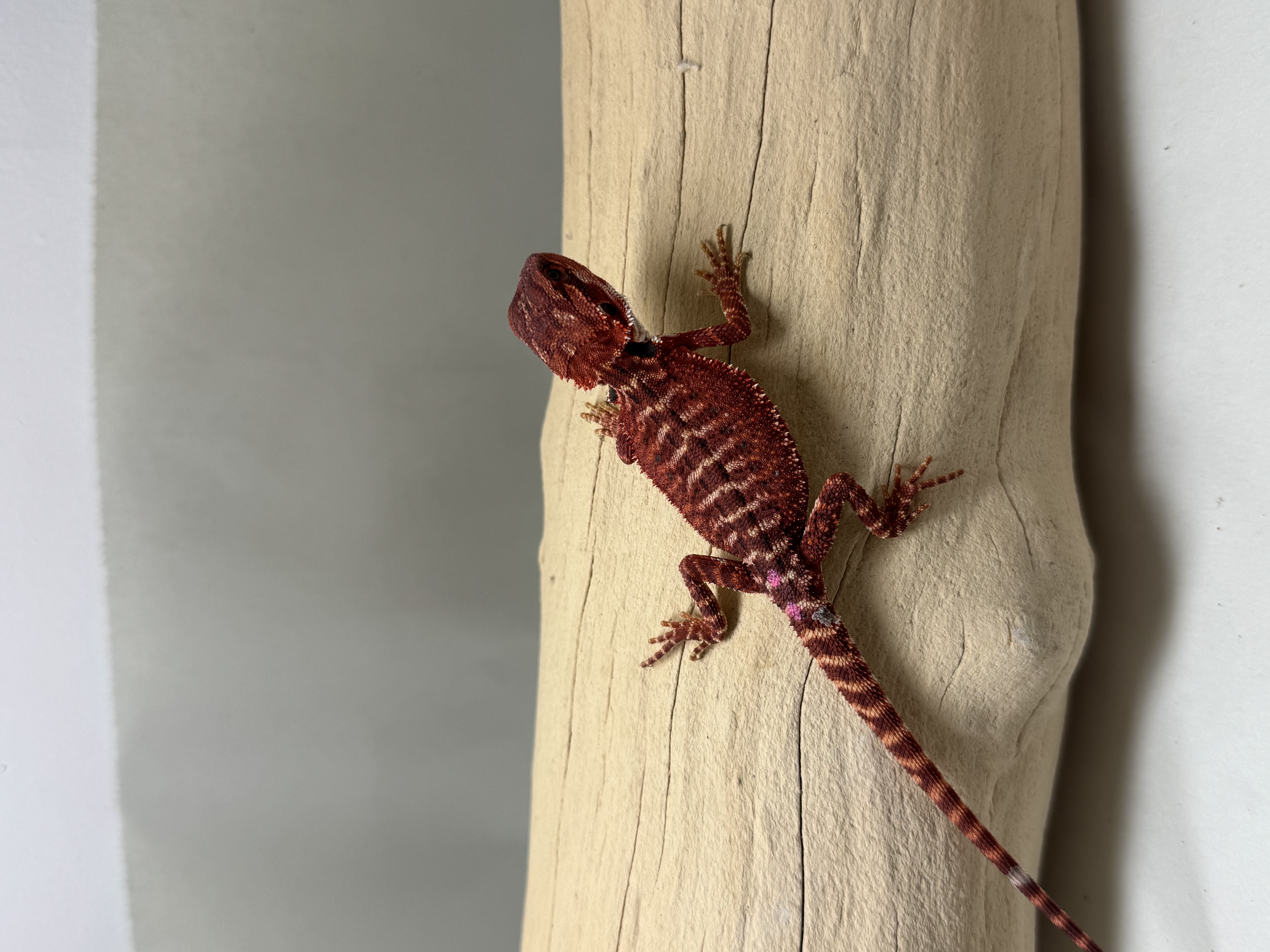 Baby 100% Red Monster 66% Double Het