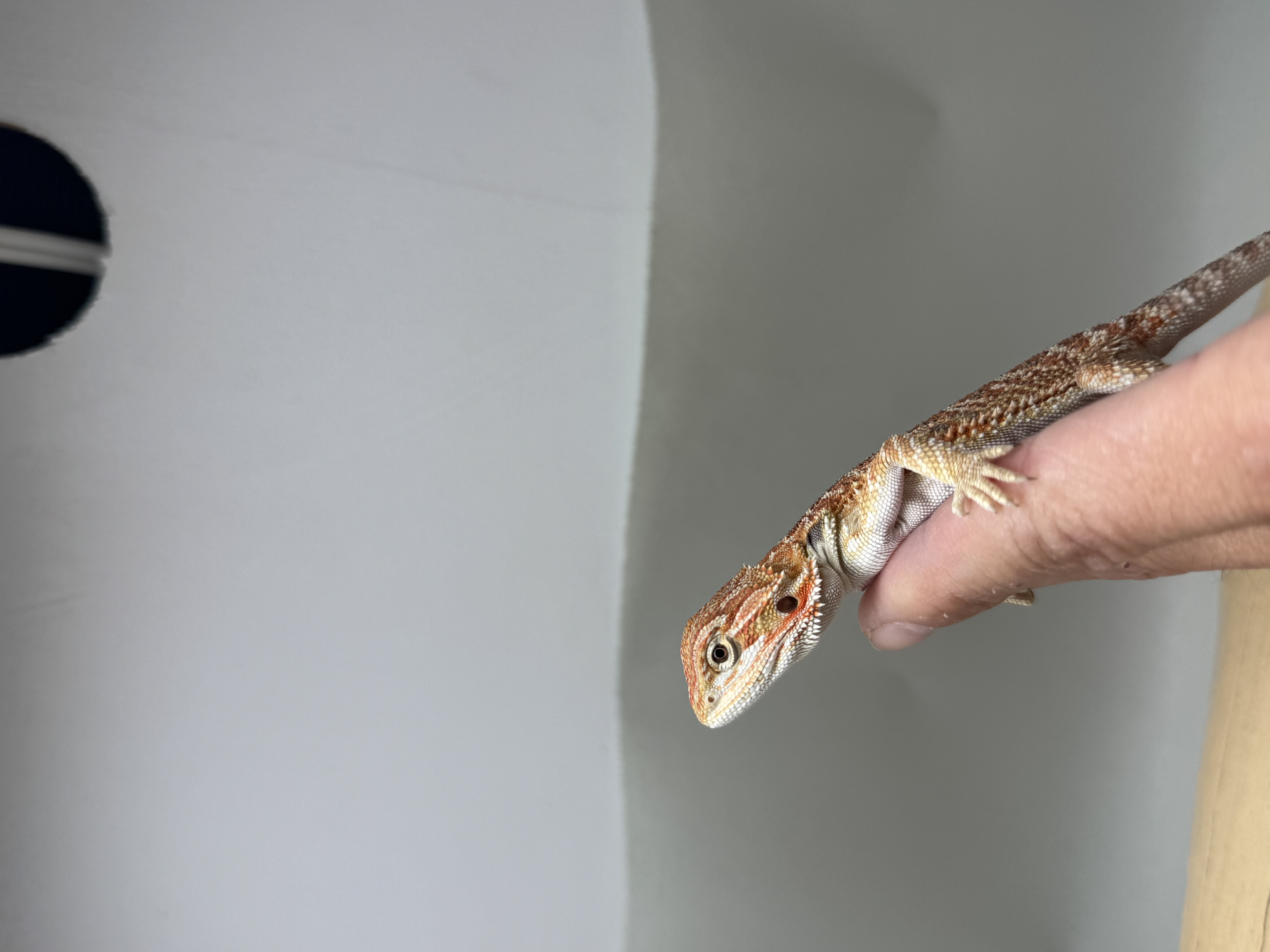 Baby Hypo 1/2 Red Monster 100% Het Witblits 