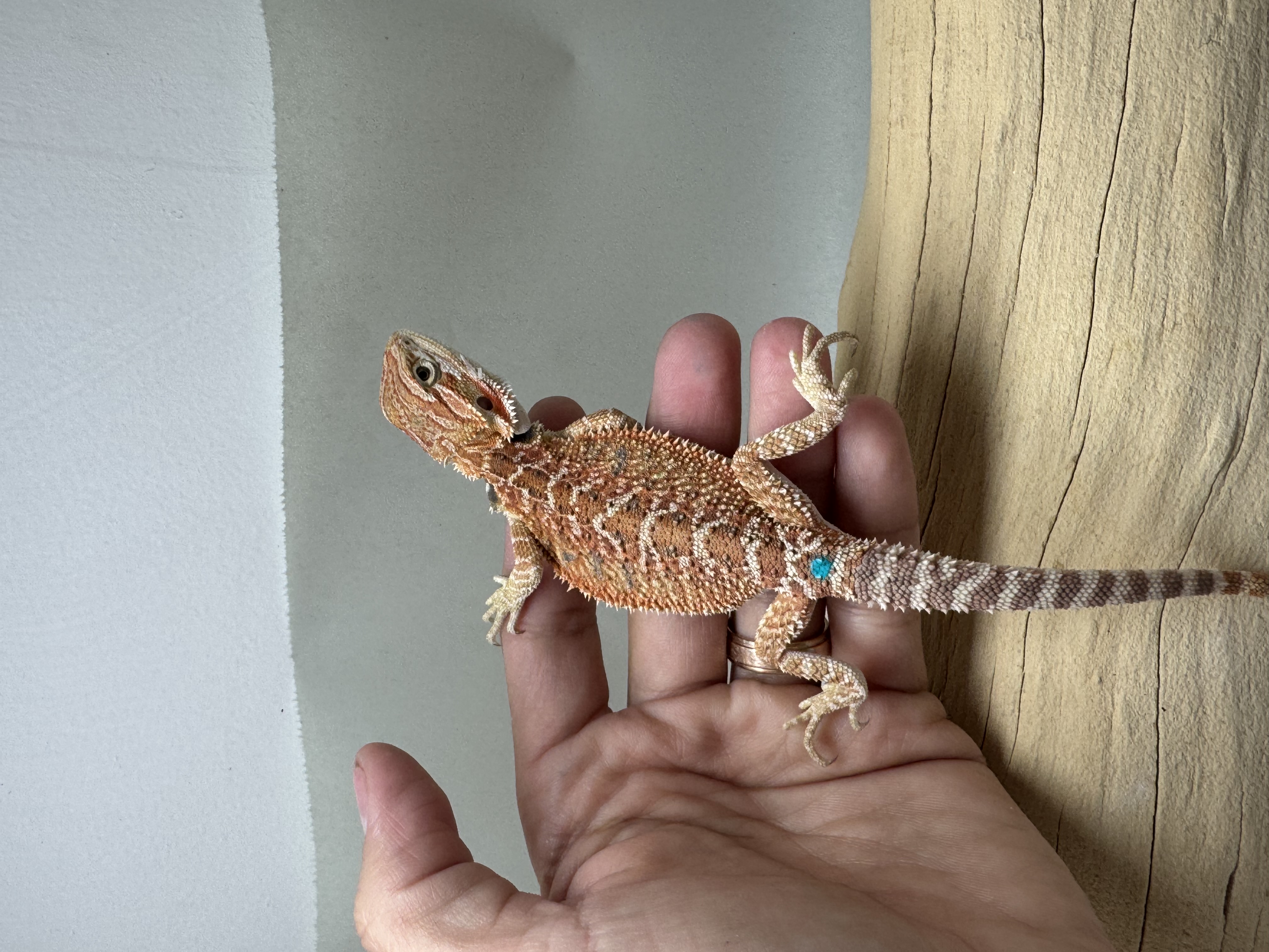 Baby Hypo 1/2 Red Monster 100% Het Witblits 