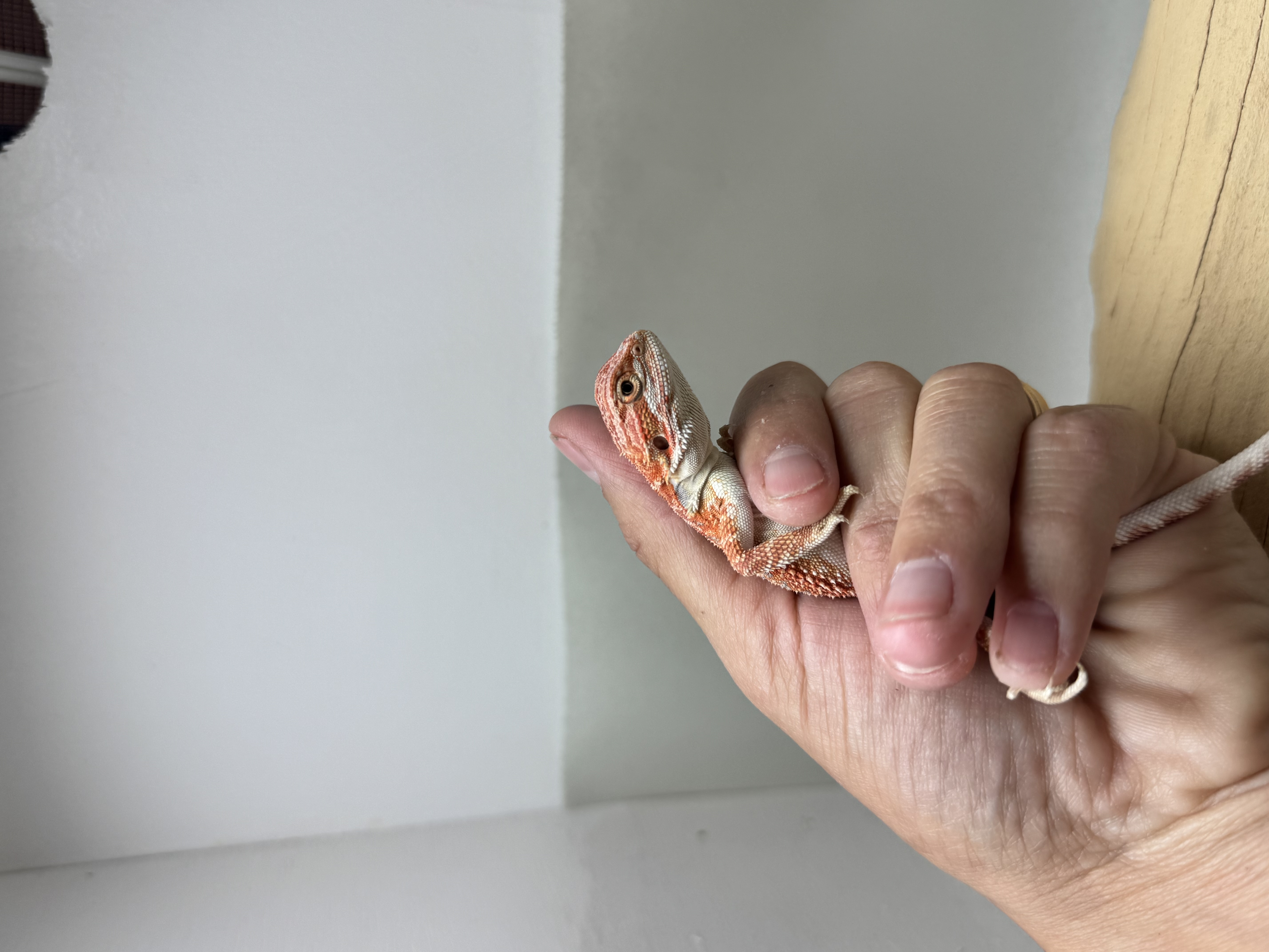 Baby Hypo 1/2 Red Monster 100% Het Witblits 